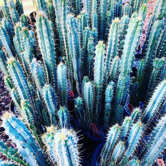 Blue Torch Cactus - Pilosocereus Azureus - Columnar Blue Tall Fast Growing Cactus from Arizona