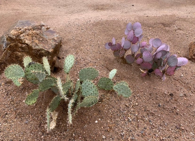 SEEDS for Rare Sonoran Purple Prickly Pear ~ Opuntia Gosseliniana ~ Pink Desert Cactus from Tucson Arizona~ Rare Native Extreme Purple Plant