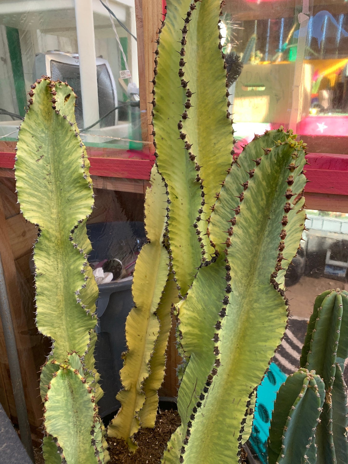 Variegated Euphorbia Ammak Cactus ~ Giant Variegated White Yellow Green Succulent Desert Plant Euphorbia