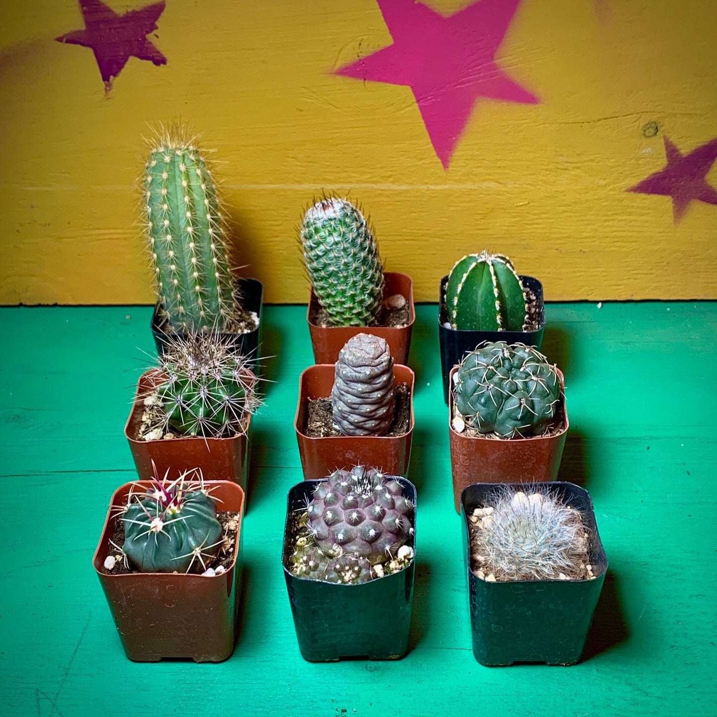 Rooted Cactus Gift Box - Collection Starter Box Variety - Grower's Mystery Box Assortment - Collector Selection of Potted Starter Plants