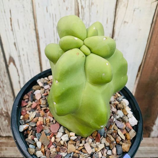 Totem Pole “Obesa” Cactus - rare chunky form lumpy spineless columnar Monstrose variety