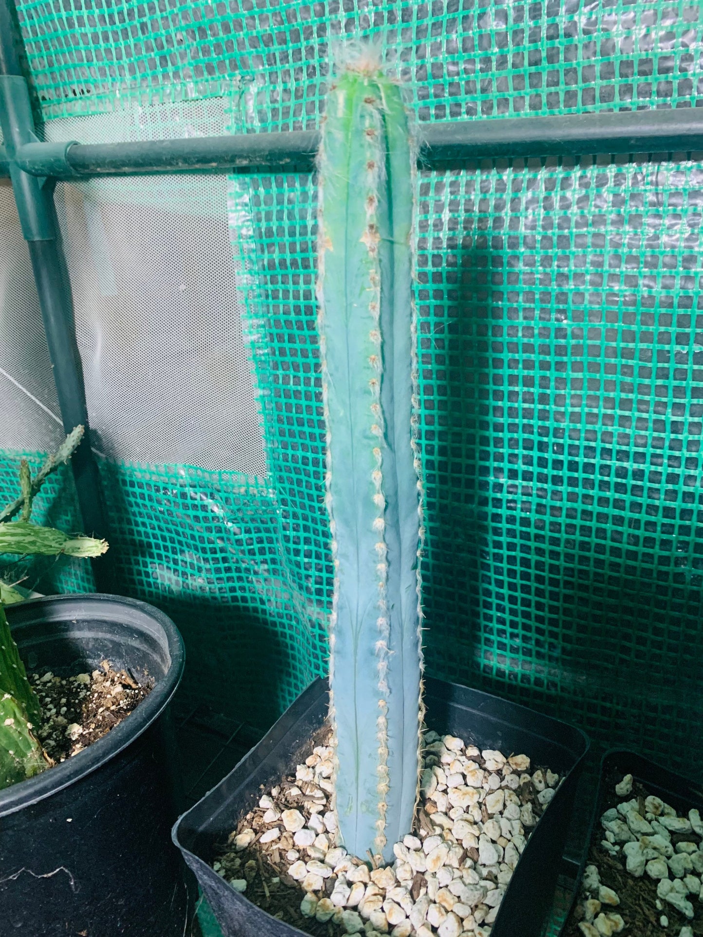 Blue Ghost Cactus - Pilosocereus Pachycladus ~ Rare Blue Cactus White Hair Fuzzy Desert Columnar Live Plant from Arizona