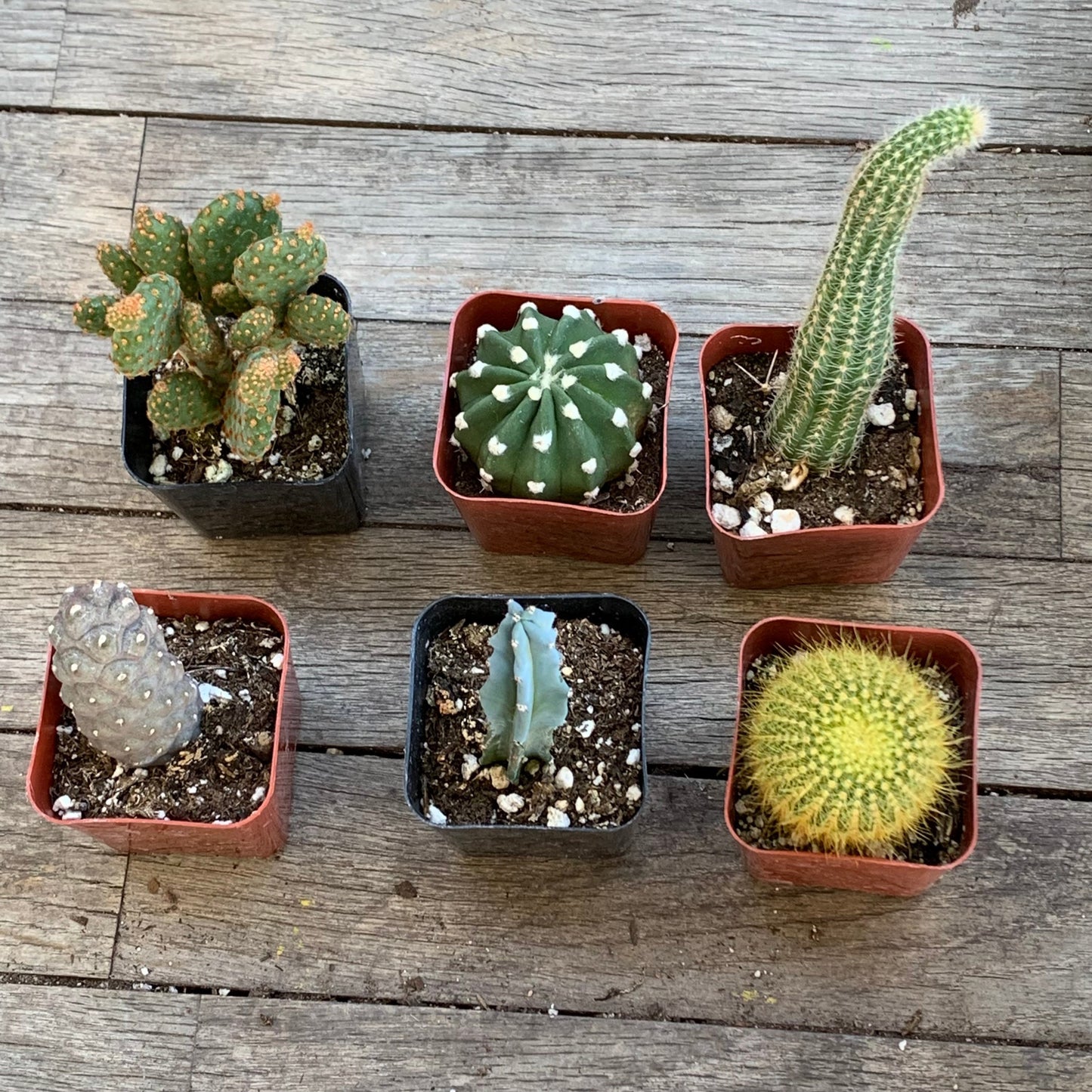 Rooted Cactus Gift Box - Collection Starter Box Variety - Grower's Mystery Box Assortment - Collector Selection of Potted Starter Plants