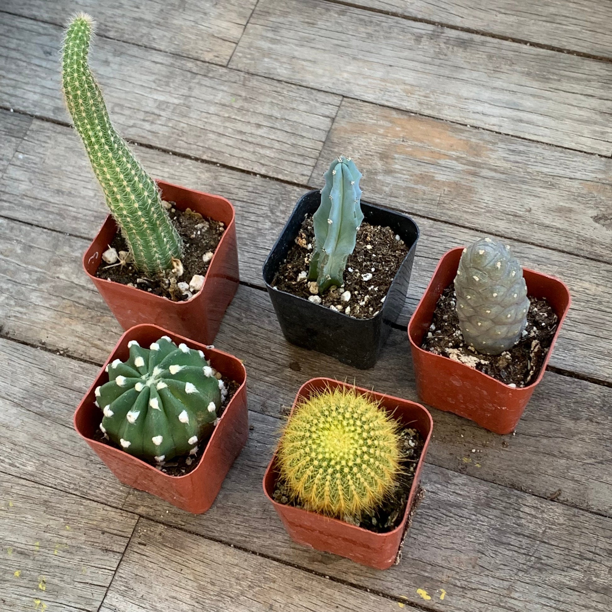 Rooted Cactus Gift Box - Collection Starter Box Variety - Grower's Mystery Box Assortment - Collector Selection of Potted Starter Plants