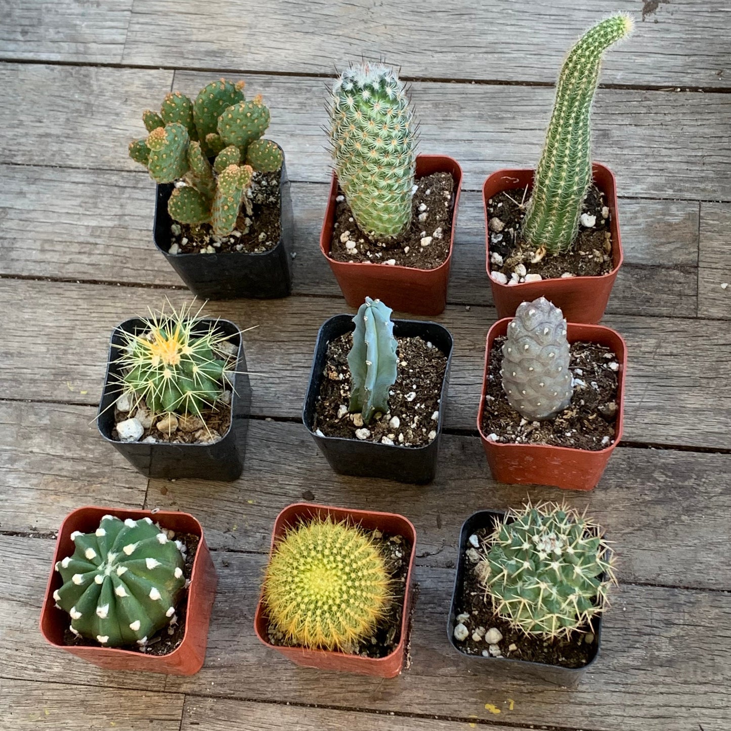 Rooted Cactus Gift Box - Collection Starter Box Variety - Grower's Mystery Box Assortment - Collector Selection of Potted Starter Plants