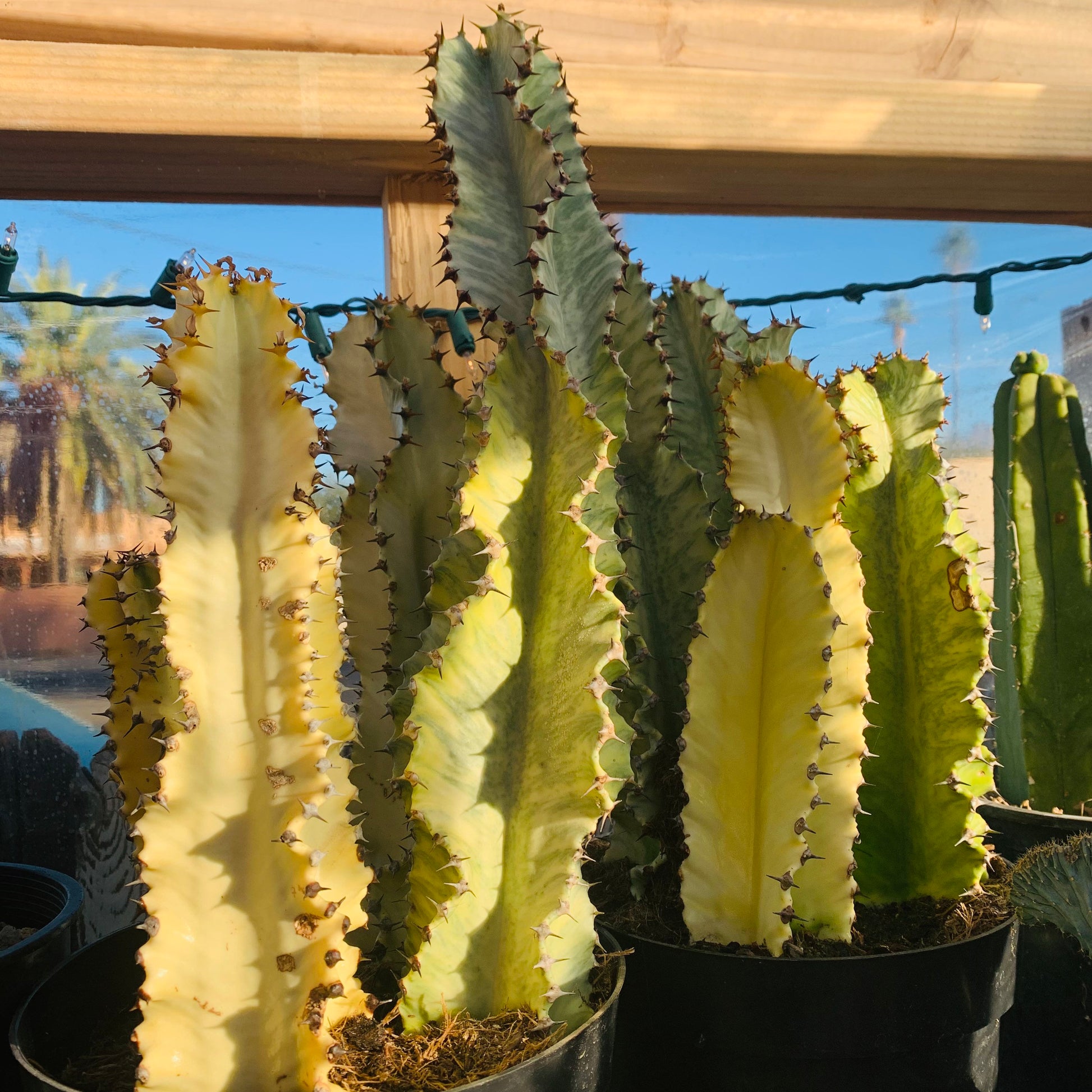 Variegated Euphorbia Ammak Cactus ~ Giant Variegated White Yellow Green Succulent Desert Plant Euphorbia