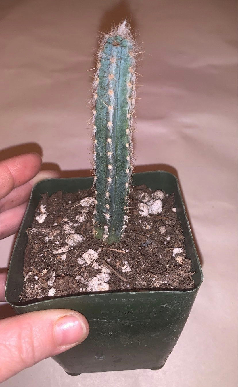 Blue Ghost Cactus - Pilosocereus Pachycladus ~ Rare Blue Cactus White Hair Fuzzy Desert Columnar Live Plant from Arizona