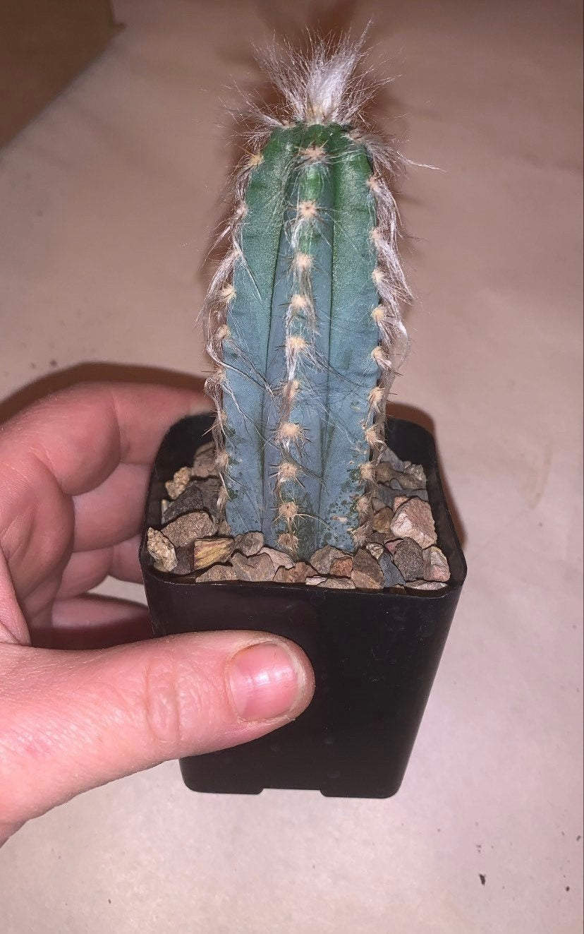 Blue Ghost Cactus - Pilosocereus Pachycladus ~ Rare Blue Cactus White Hair Fuzzy Desert Columnar Live Plant from Arizona