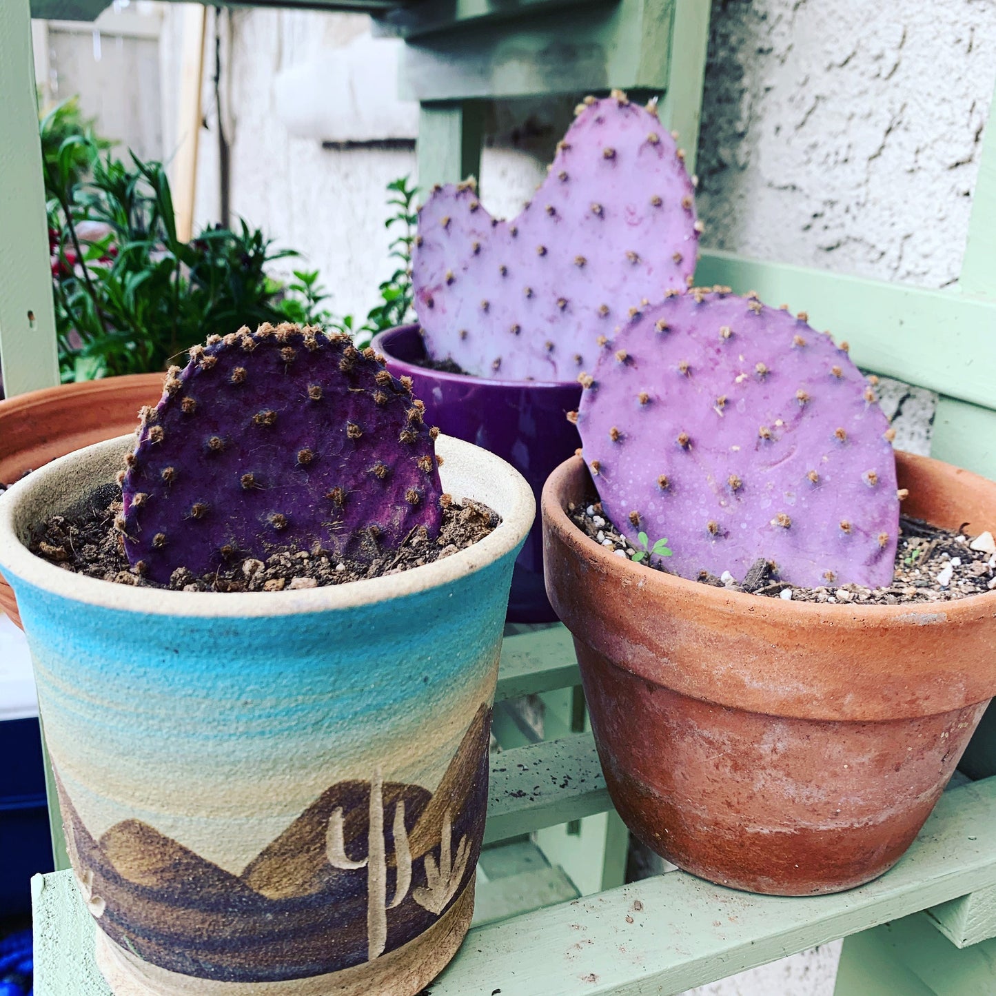 SEEDS for Rare Sonoran Purple Prickly Pear ~ Opuntia Gosseliniana ~ Pink Desert Cactus from Tucson Arizona~ Rare Native Extreme Purple Plant