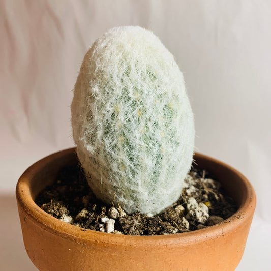 Peruvian Old Lady Cactus - Espostoa melanostele ~ Fuzzy Hairy White Rare Desert Succulent Plant from Arizona