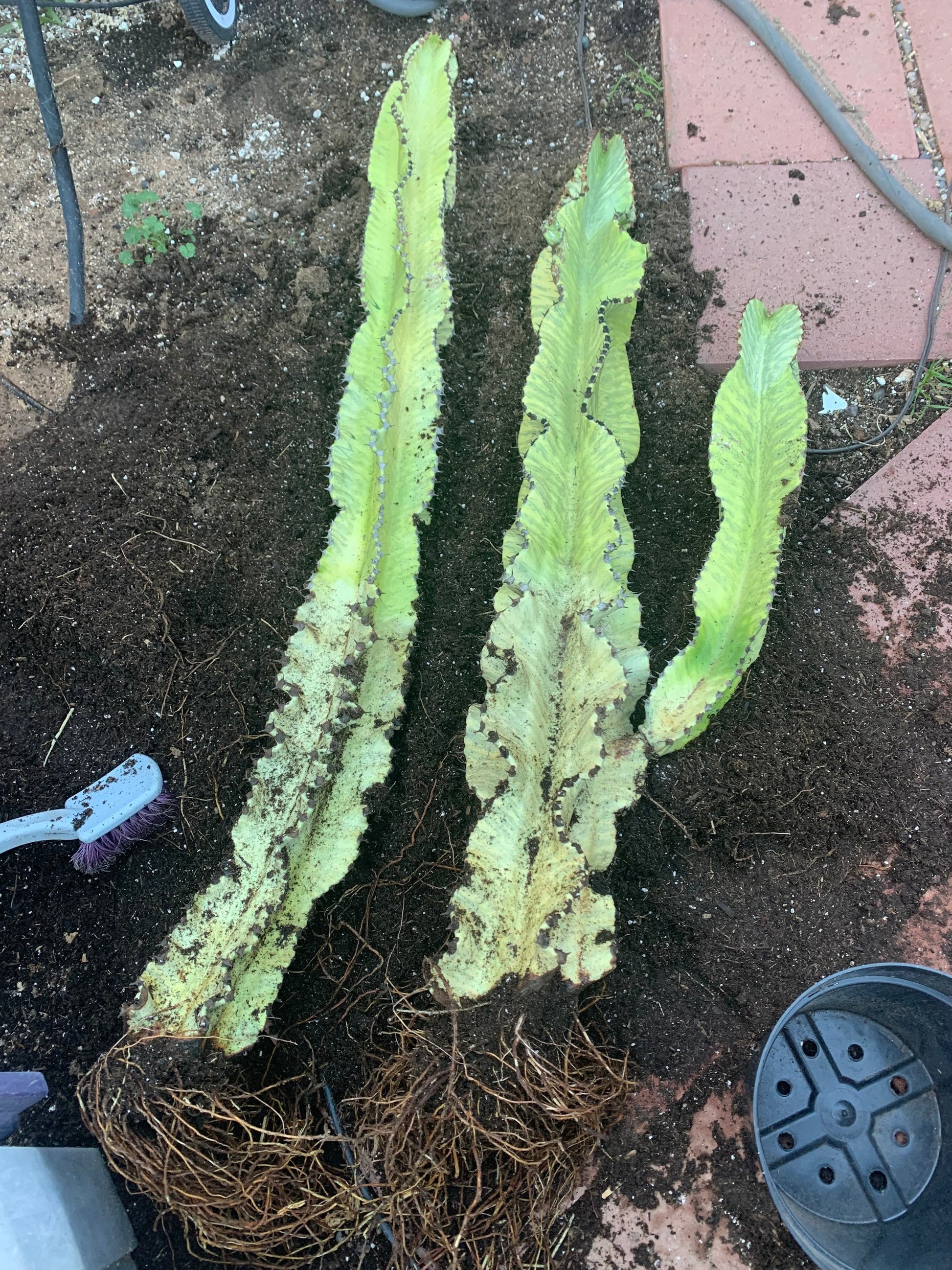 Variegated Euphorbia Ammak Cactus ~ Giant Variegated White Yellow Green Succulent Desert Plant Euphorbia