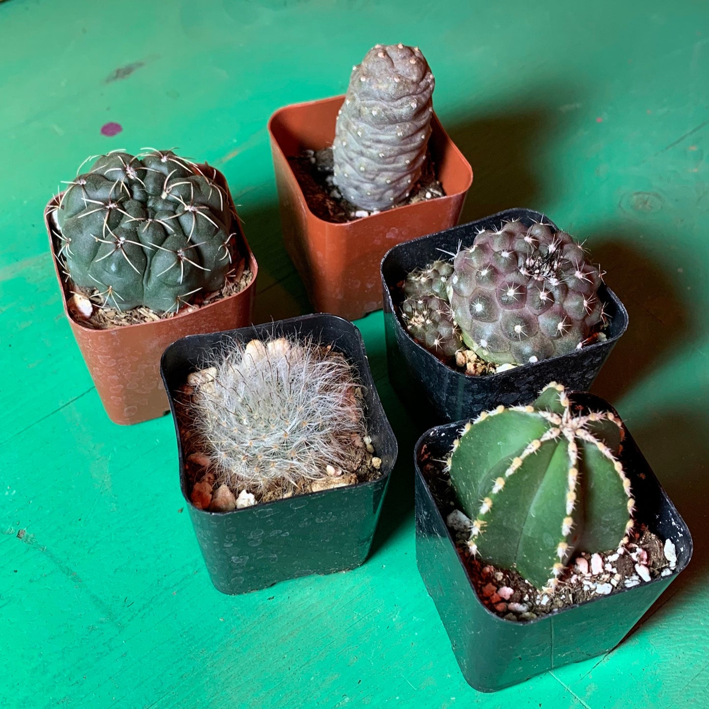 Rooted Cactus Gift Box - Collection Starter Box Variety - Grower's Mystery Box Assortment - Collector Selection of Potted Starter Plants