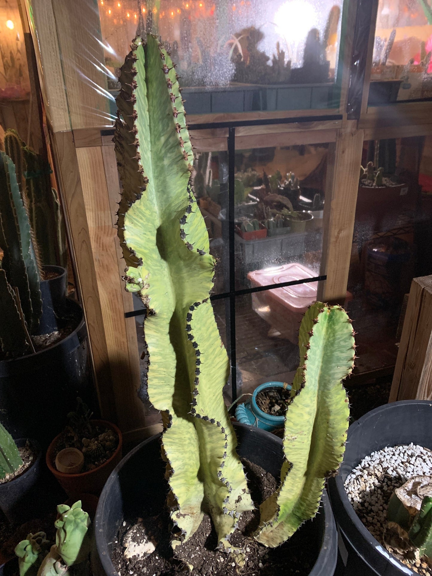 Variegated Euphorbia Ammak Cactus ~ Giant Variegated White Yellow Green Succulent Desert Plant Euphorbia