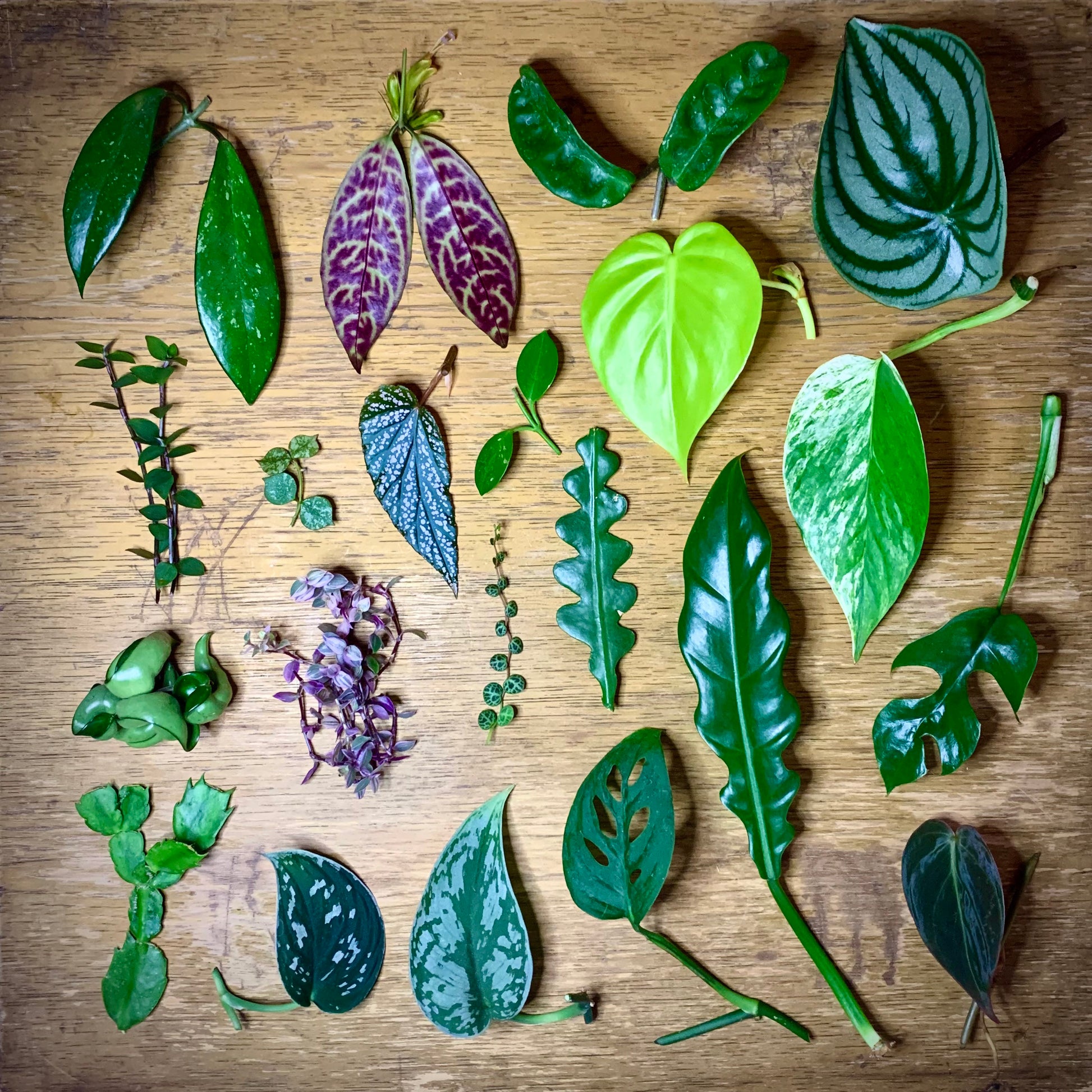 Tropical Plant Cuttings Box - Uncommon Houseplant Variety Selection - Mystery Cuttings Nodes Gift - Aroids Philodendrons Pothos Collection