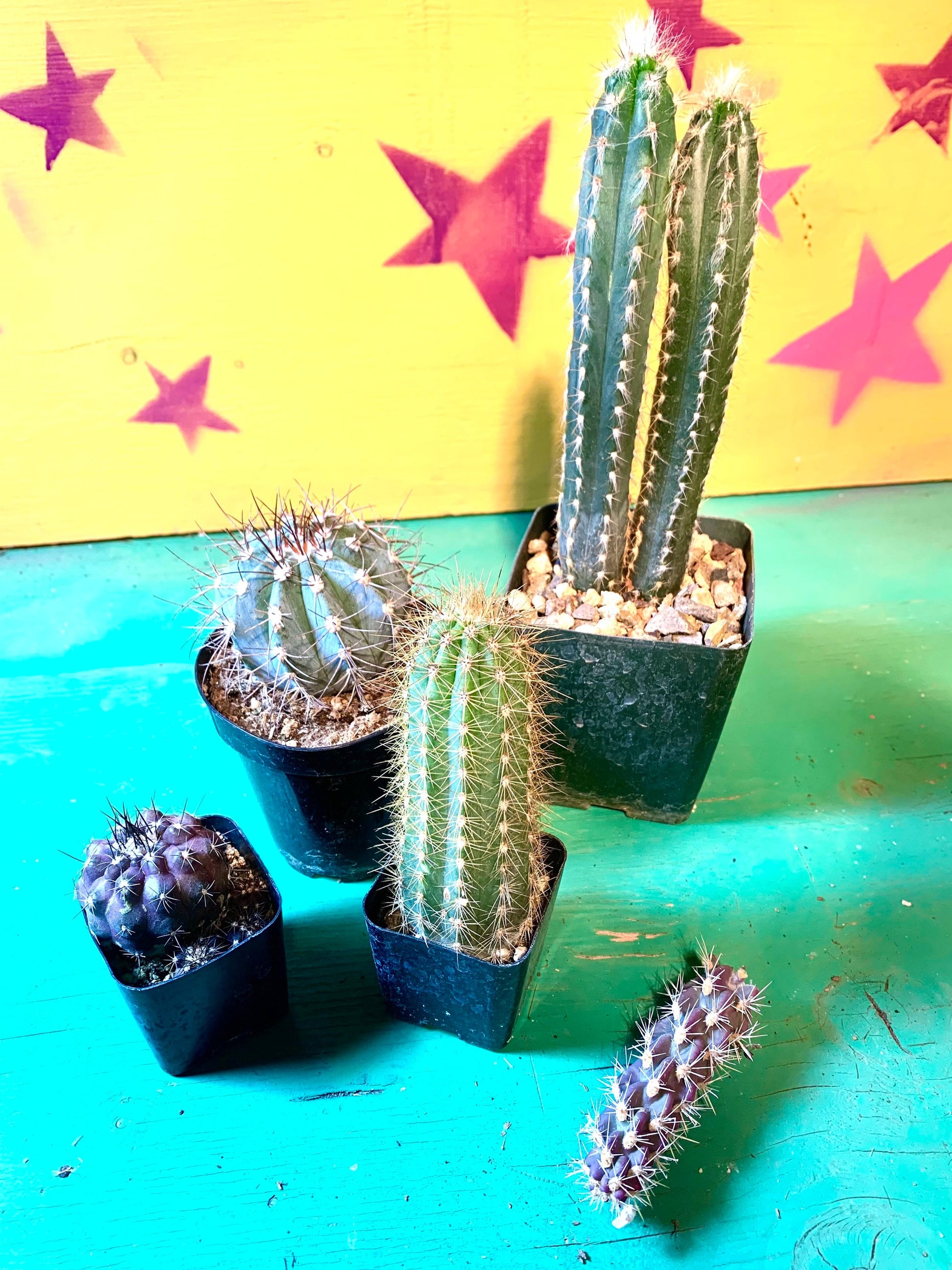 The Blurple Box ~ Blue and Purple Cactus Only ~ Grower's Choice Selection of Colorful Desert Plants ~ Cactus Succulent Mystery Box