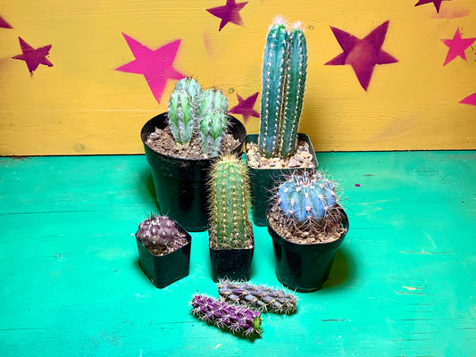 The Blurple Box ~ Blue and Purple Cactus Only ~ Grower's Choice Selection of Colorful Desert Plants ~ Cactus Succulent Mystery Box