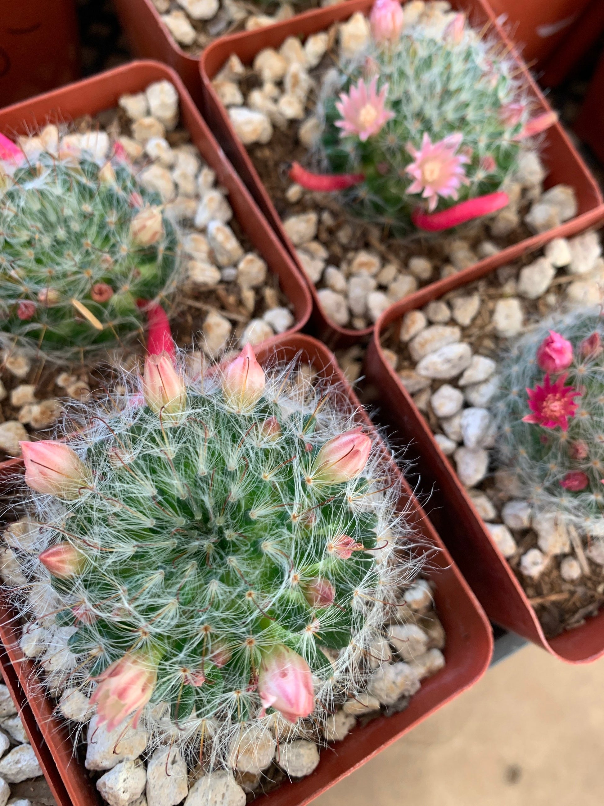 Mammillaria Bocasana - Pink Flowering Pincushion Desert Cactus Plant ~ Fuzzy Round Blooming Succulent