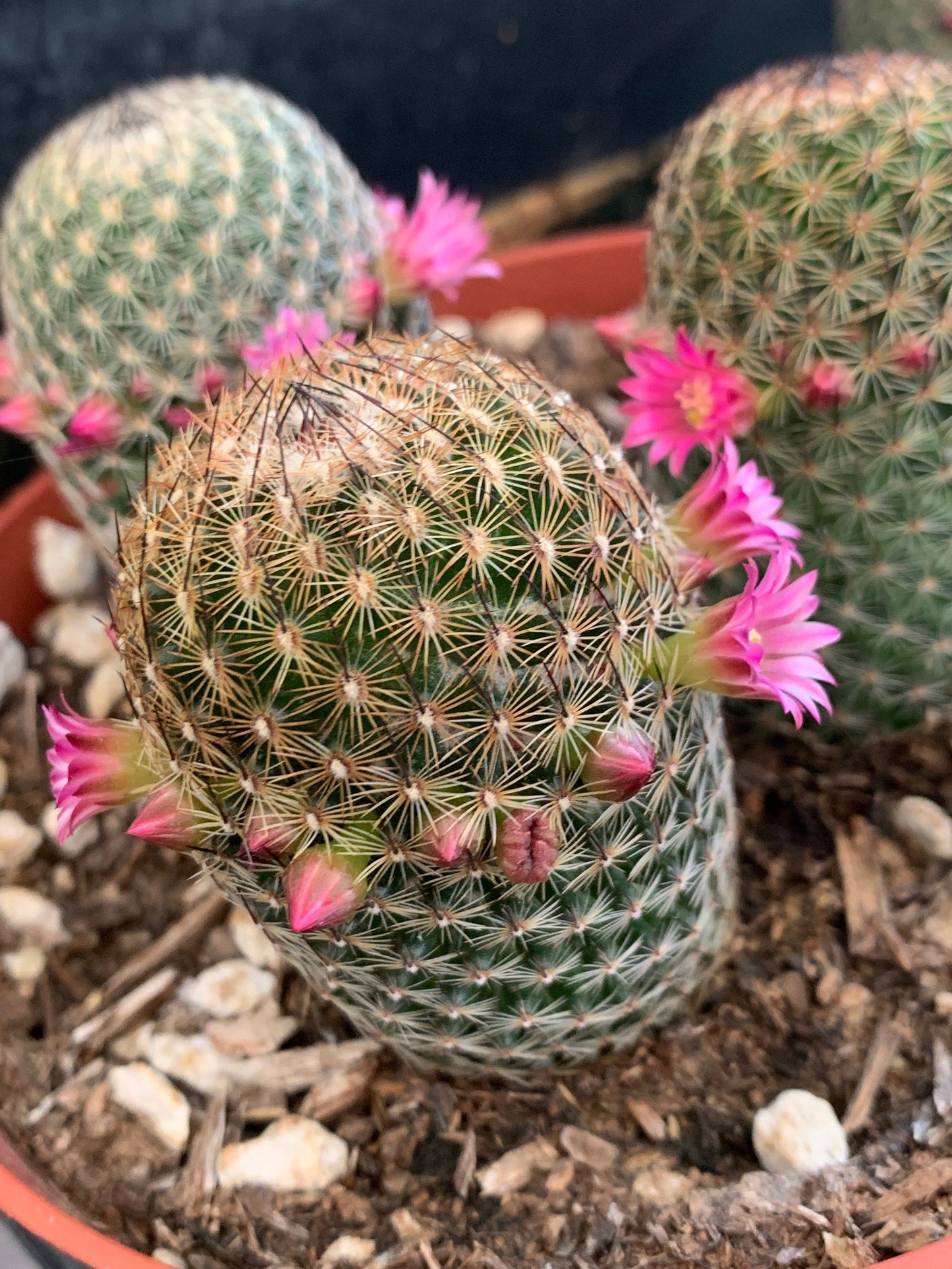 Pink Thumb Cactus - Mammillaria Matudae Pink Flowering Pincushion Round Desert Succulent - Live Plant from Arizona