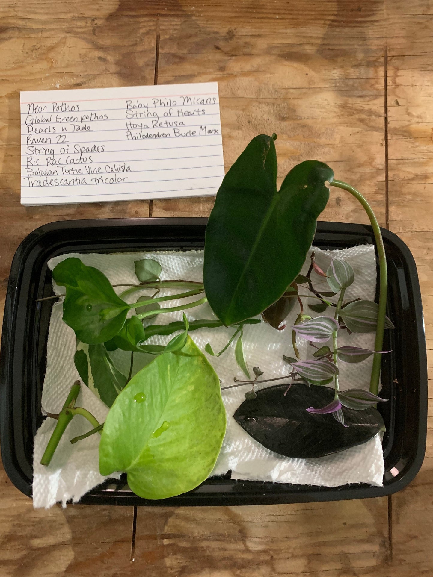 Tropical Plant Cuttings Box - Uncommon Houseplant Variety Selection - Mystery Cuttings Nodes Gift - Aroids Philodendrons Pothos Collection