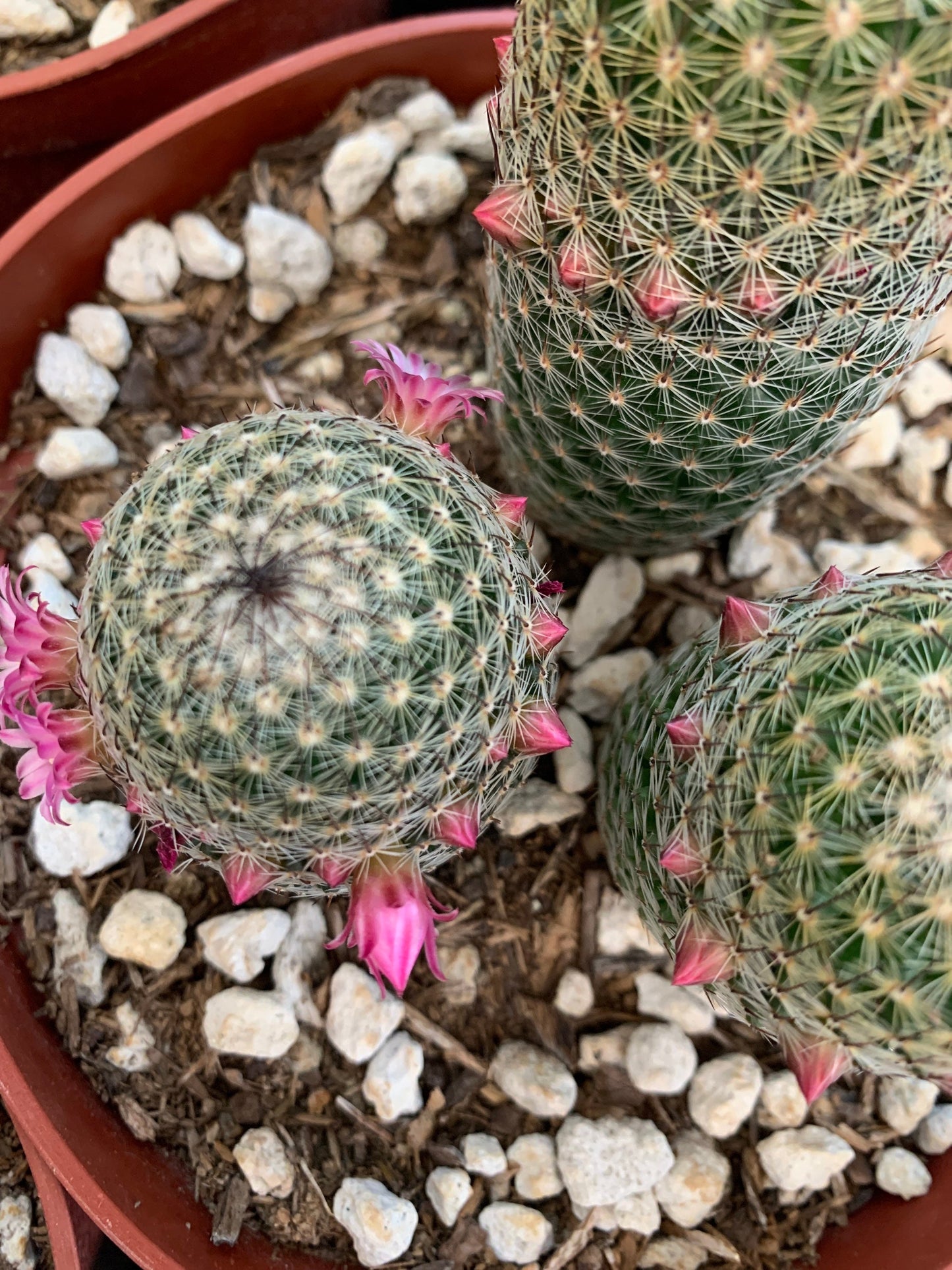 Pink Thumb Cactus - Mammillaria Matudae Pink Flowering Pincushion Round Desert Succulent - Live Plant from Arizona