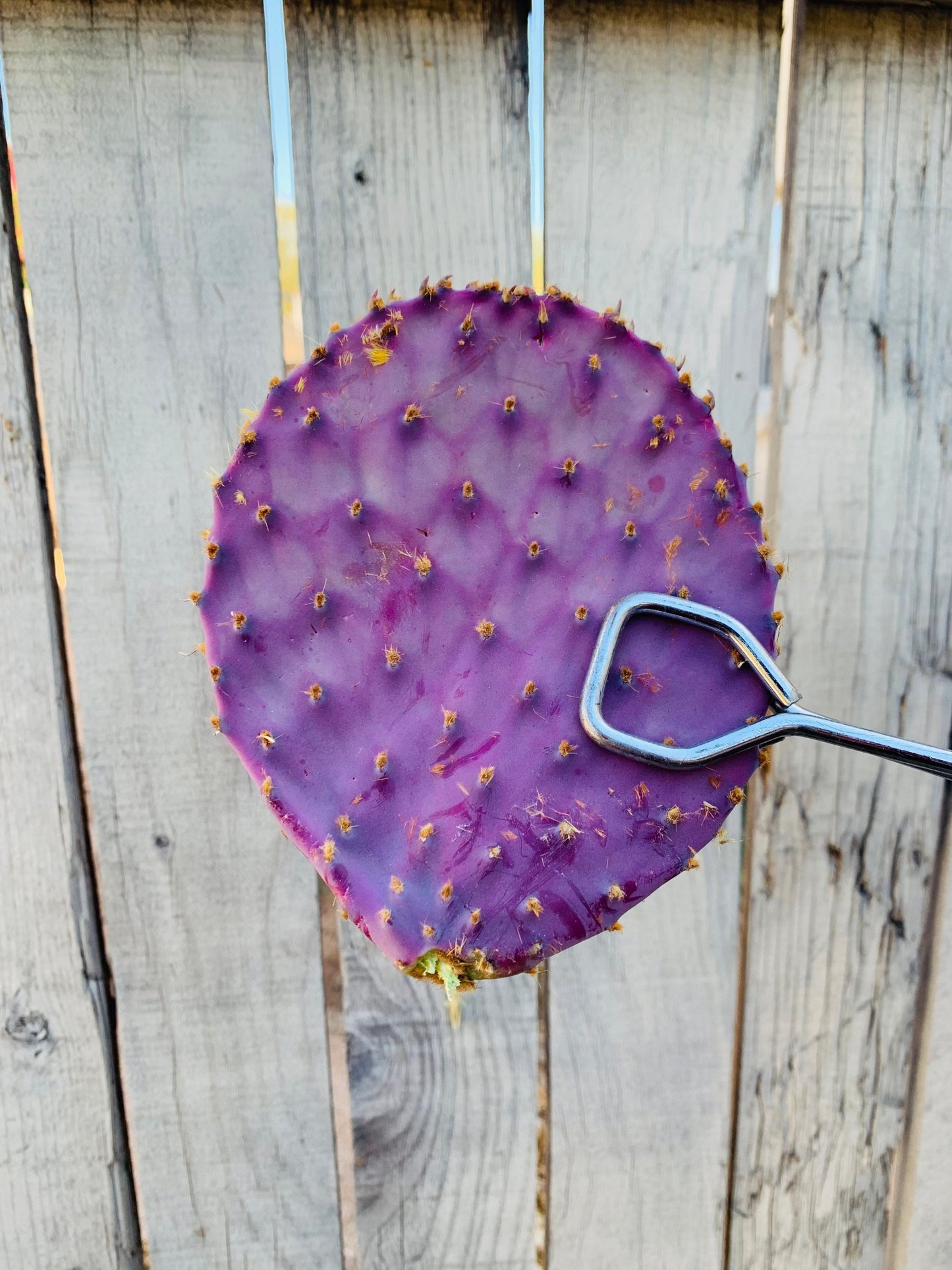 SEEDS for Rare Sonoran Purple Prickly Pear ~ Opuntia Gosseliniana ~ Pink Desert Cactus from Tucson Arizona~ Rare Native Extreme Purple Plant