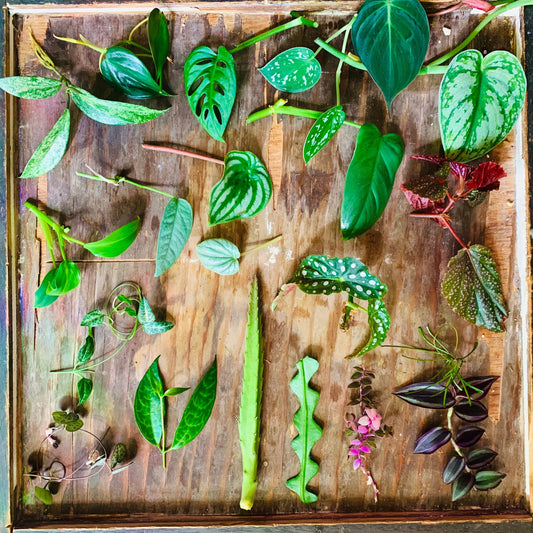 Tropical Plant Cuttings Box - Uncommon Houseplant Variety Selection - Mystery Cuttings Nodes Gift - Aroids Philodendrons Pothos Collection