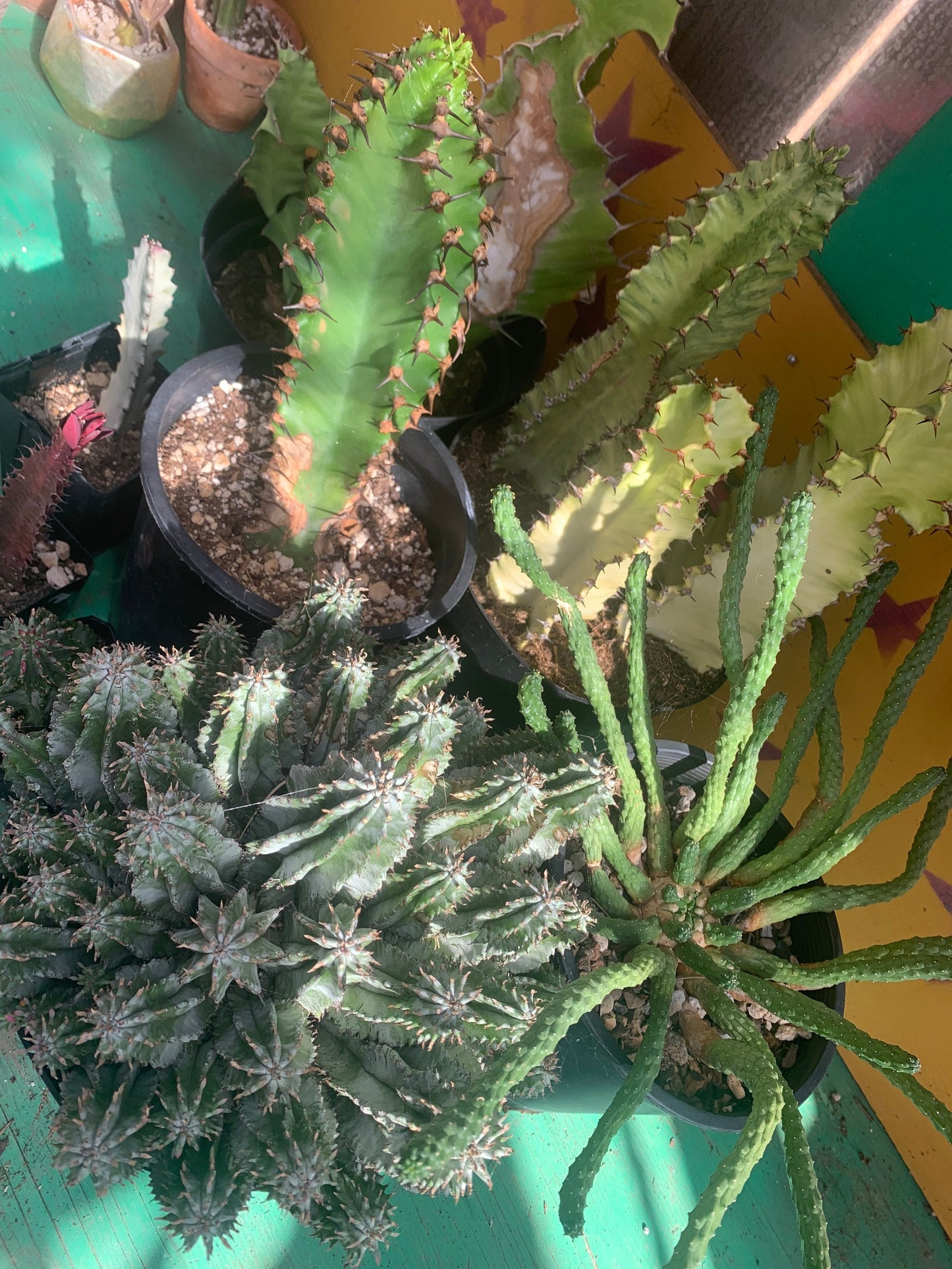 Euphorbia Mystery Box ~ Weird Desert Succulent Mystery Assortment Variety ~ Grower's Selection from Private Collection in Arizona