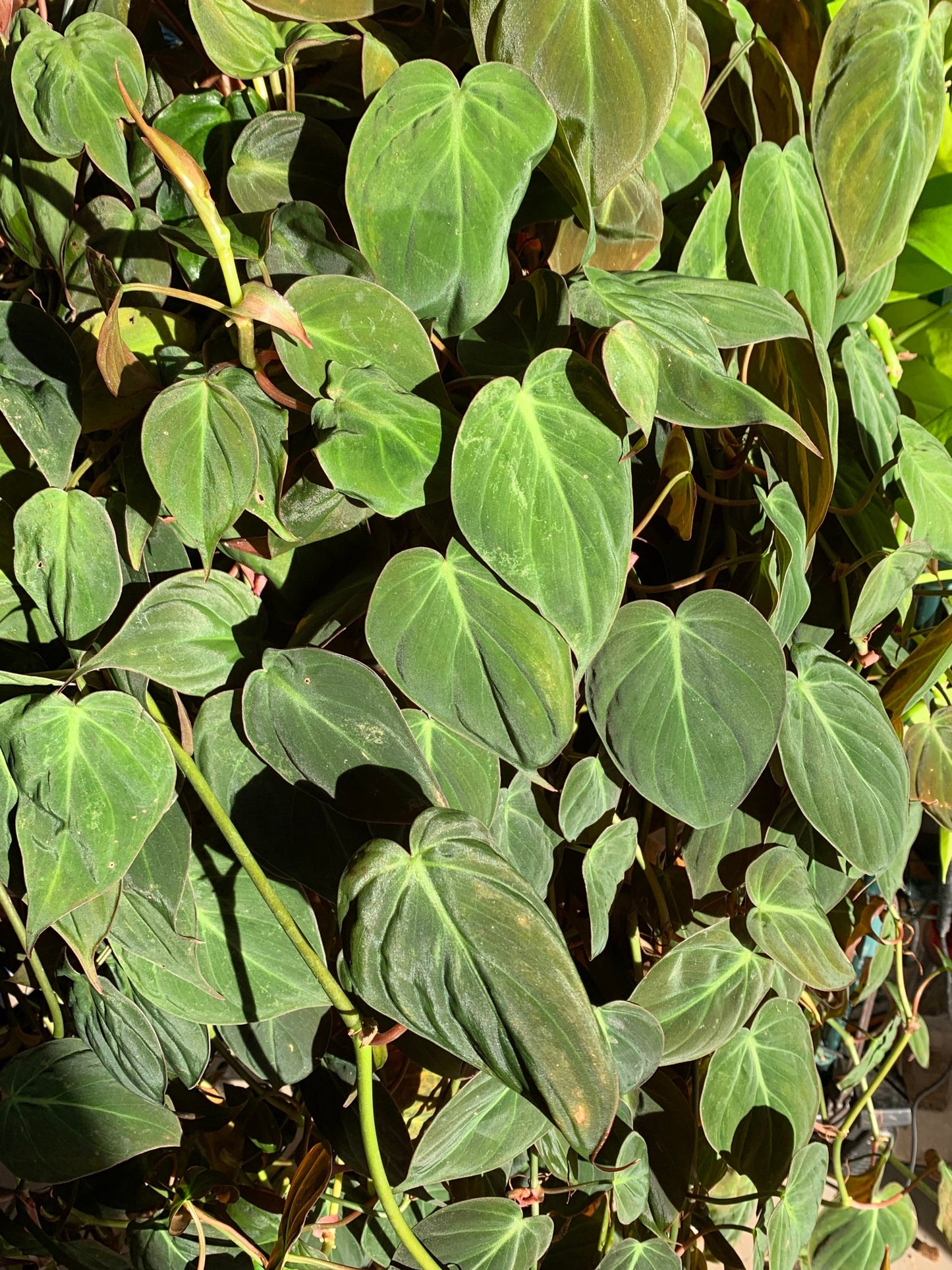 Philodendron Micans - Tropical Vining Houseplant - Red Velvet Heart Shaped Leaves Trailing Hanging Aroid