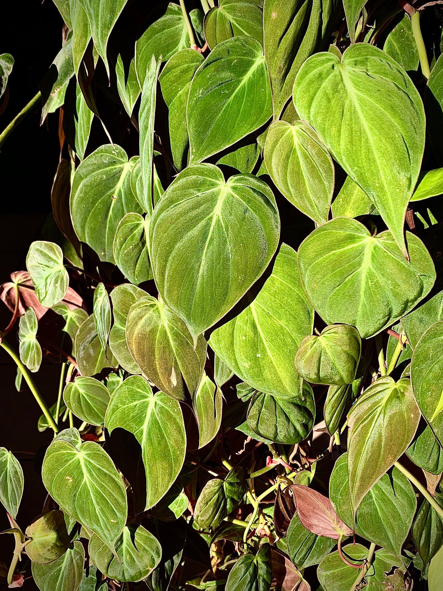 Philodendron Micans - Tropical Vining Houseplant - Red Velvet Heart Shaped Leaves Trailing Hanging Aroid