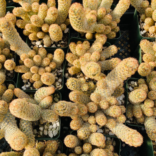 Ladyfinger Cactus ~ Mammillaria Elongata Copper King ~ Golden Star Pincushion Desert Cactus Plant ~ Clustering Blooming Succulent