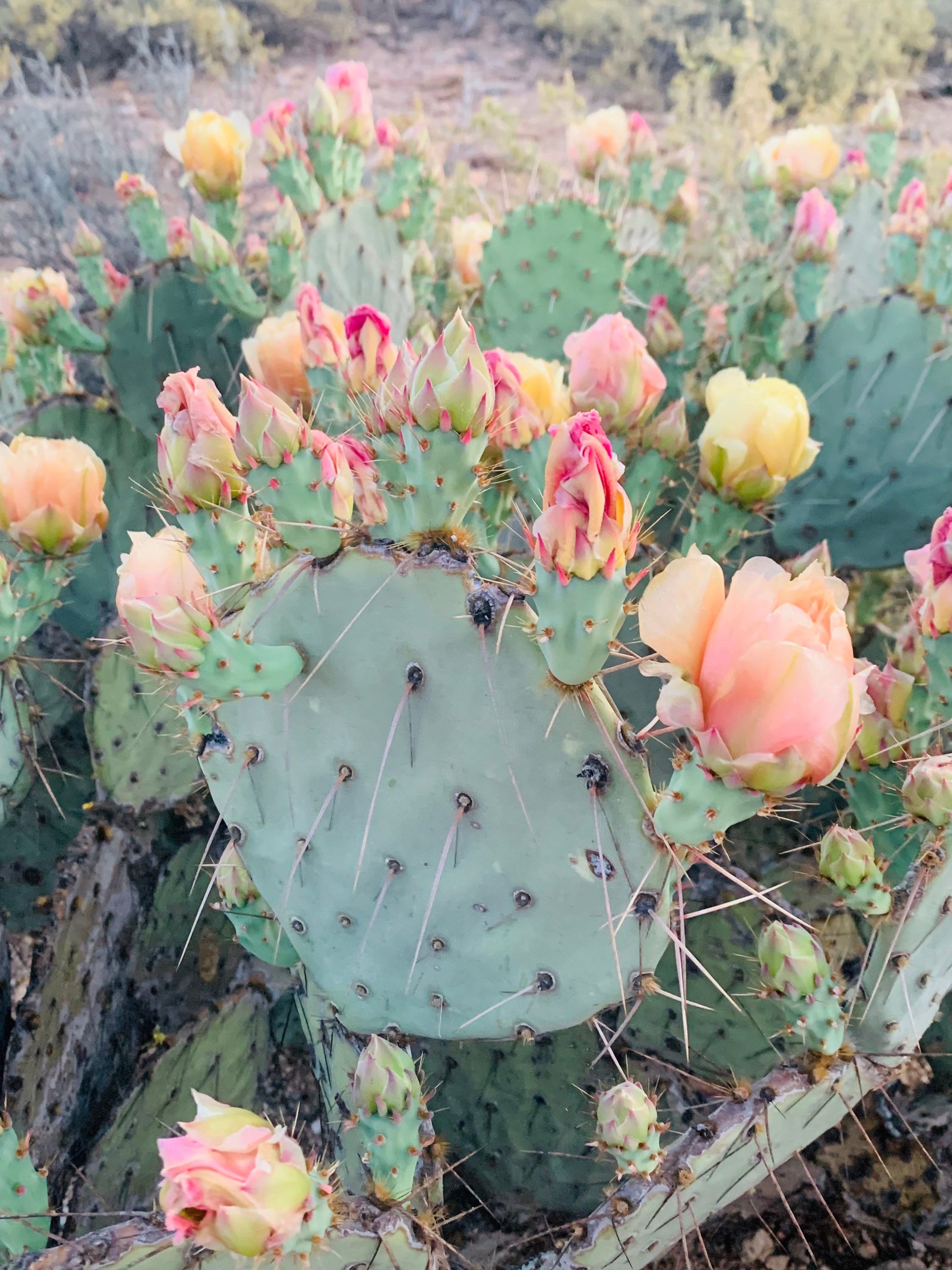 Opuntia Engelmanii cv. "Twilight Zone" - Pink & Cream Flowering Prickly Pear - Fruiting Wild Edible Desert Plant from Arizona