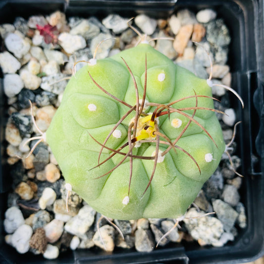 Submatucana Madisoniorum - Endangered Red Flowering Round Clustering Desert Cactus Plant ~ Blooming Succulent