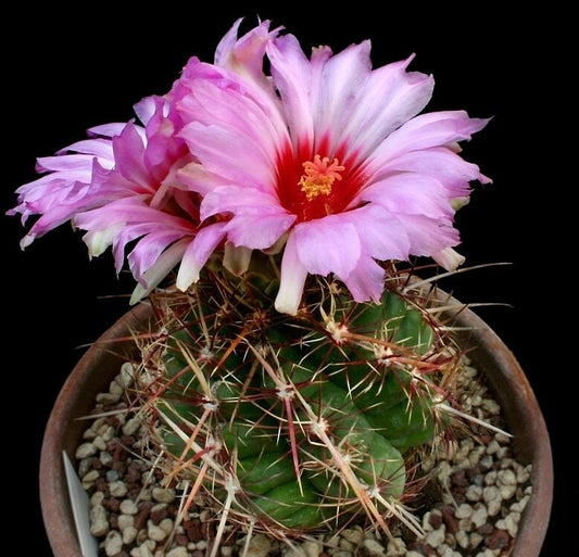 Thelocatus Bicolor - Glory of Texas Purple Flowering Desert Cactus - Live Plant from Arizona