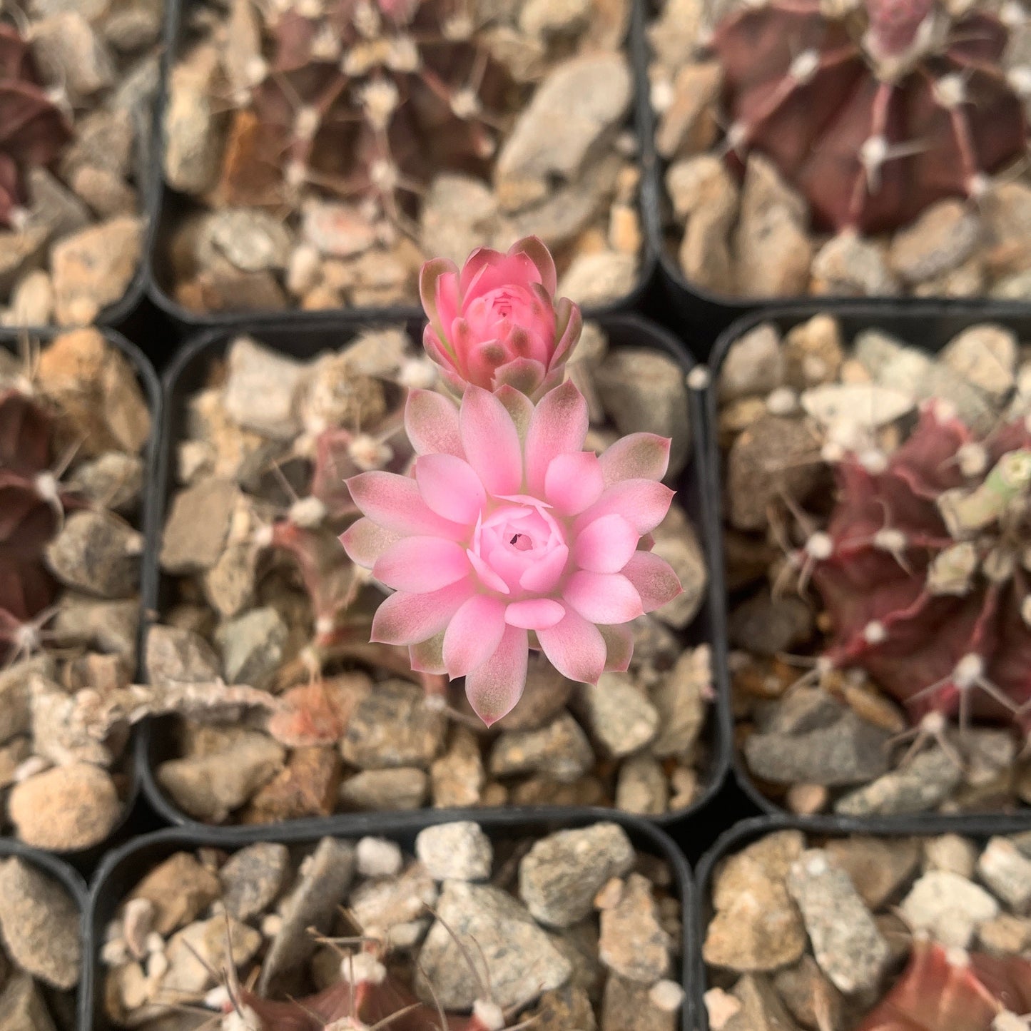 Purple Moon Cactus ~ Gymnocalcium Friedrichii ~ Round Globular Dark Purple Pink Cactus Blooming Mystical Colorful Succulent