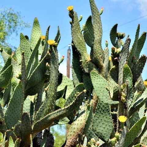 SEEDS for Opuntia Linguiformis "Cow's Tongue" - Yellow Flowering Prickly Pear - Fruiting Edible Desert Long Tall Paddle Cactus from Arizona