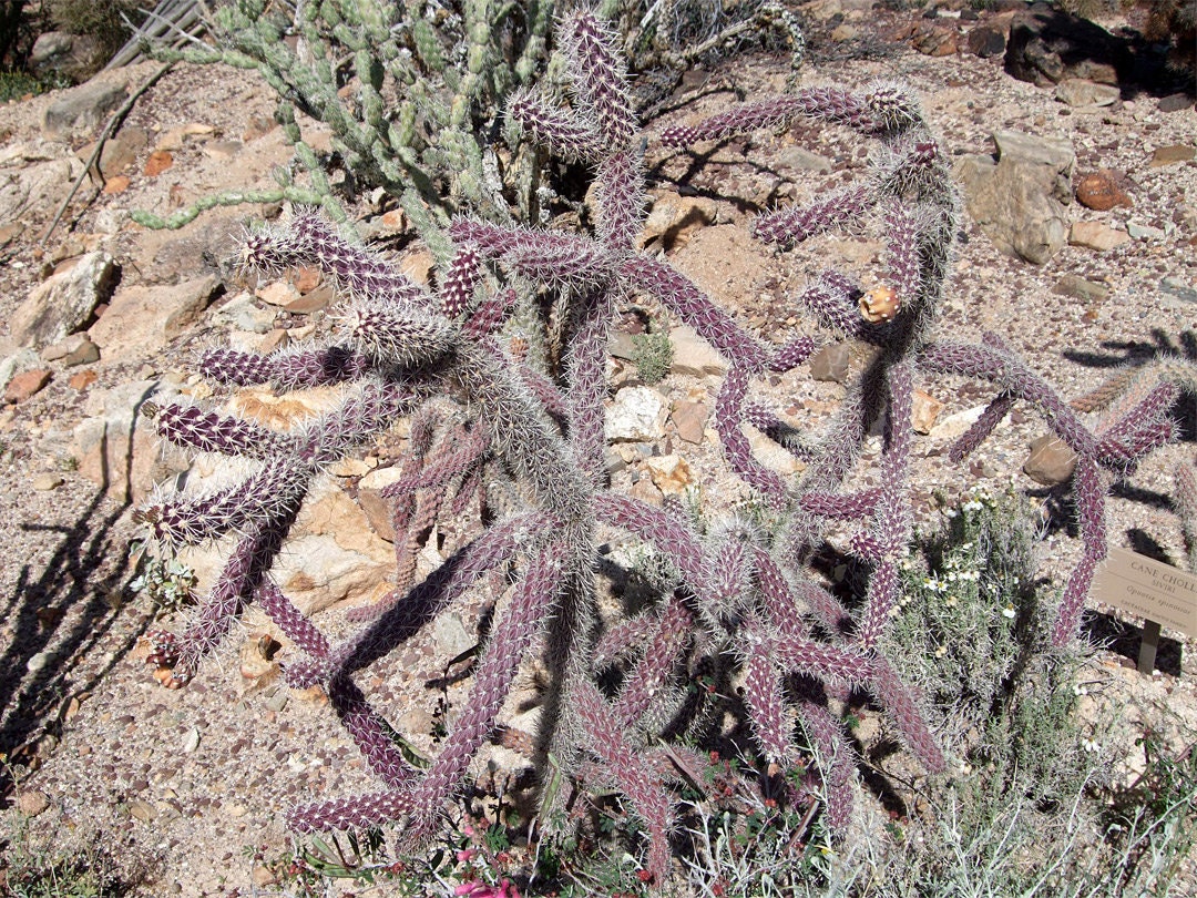 Purple Cane Cholla - WalkingStick Cactus - Cylindropuntia Spinosior - Edible Medicinal Native Sonoran Desert Plant - Purple Flowers