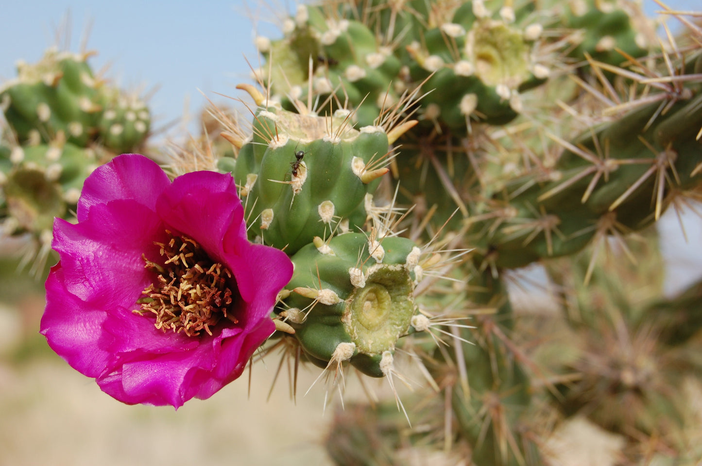 Purple Cane Cholla - WalkingStick Cactus - Cylindropuntia Spinosior - Edible Medicinal Native Sonoran Desert Plant - Purple Flowers