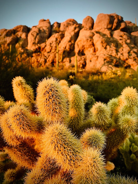 Teddy Bear Cholla - Cylindropuntia Bigelovii - White Fuzzy Plant w Green Blooms - Edible Medicinal Native Sonoran Desert Cactus from Arizona