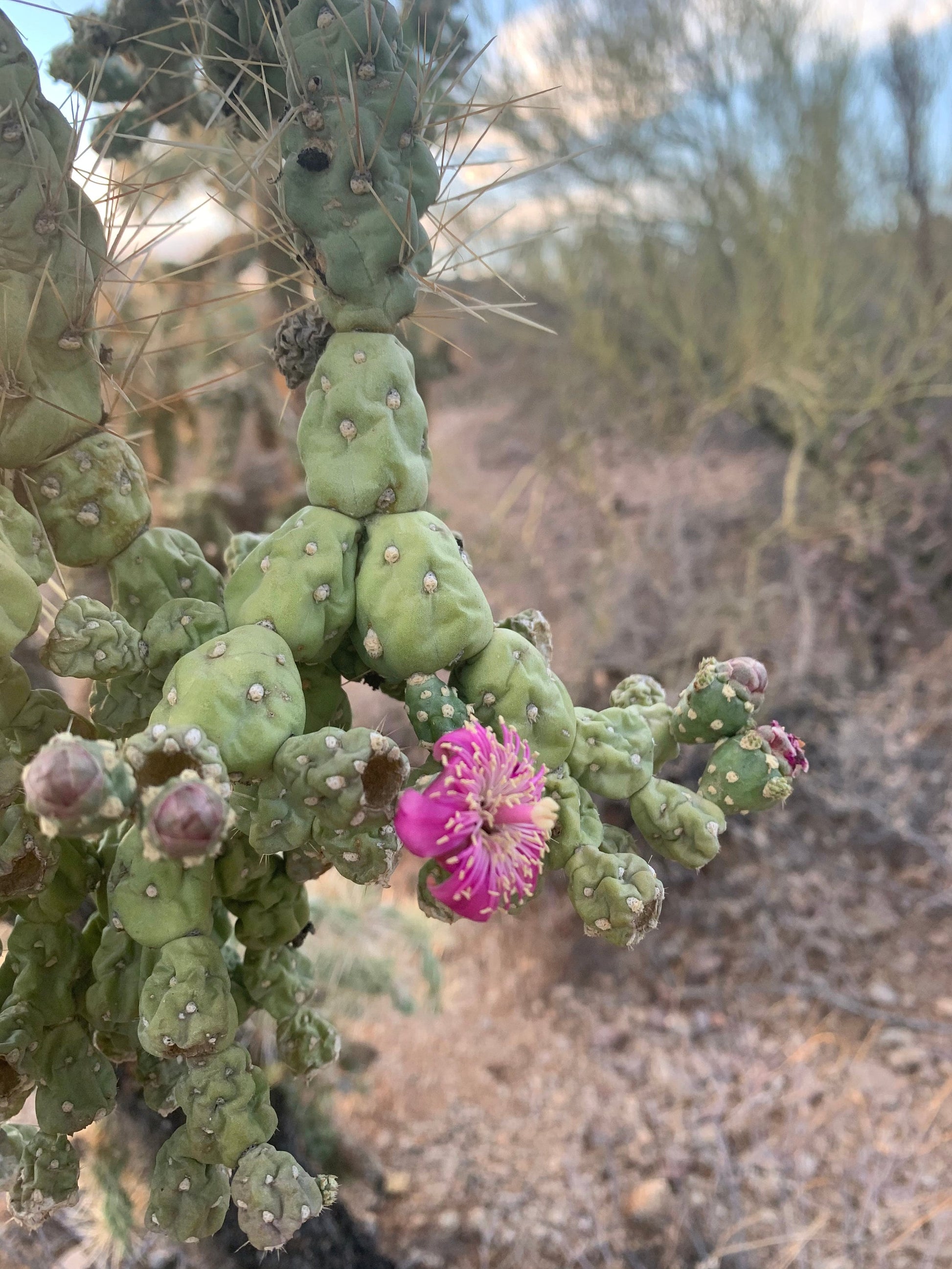 Hangfruit Cholla - Cylindropuntia Fulgida - Jumping Cholla - Chainfruit Edible Medicinal Sonoran Desert Succulent ~ Pink Buds & Blooms