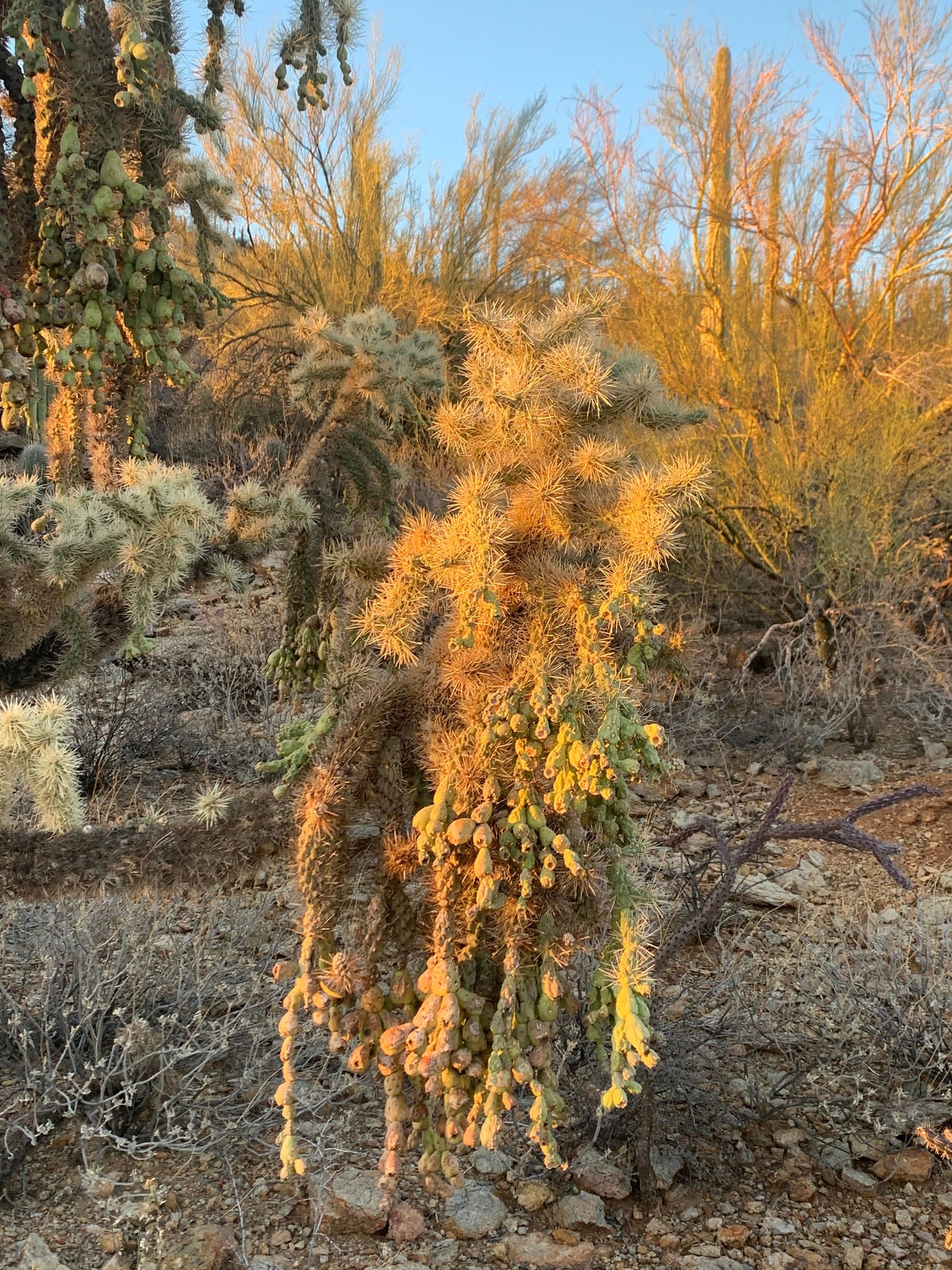 Hangfruit Cholla - Cylindropuntia Fulgida - Jumping Cholla - Chainfruit Edible Medicinal Sonoran Desert Succulent ~ Pink Buds & Blooms