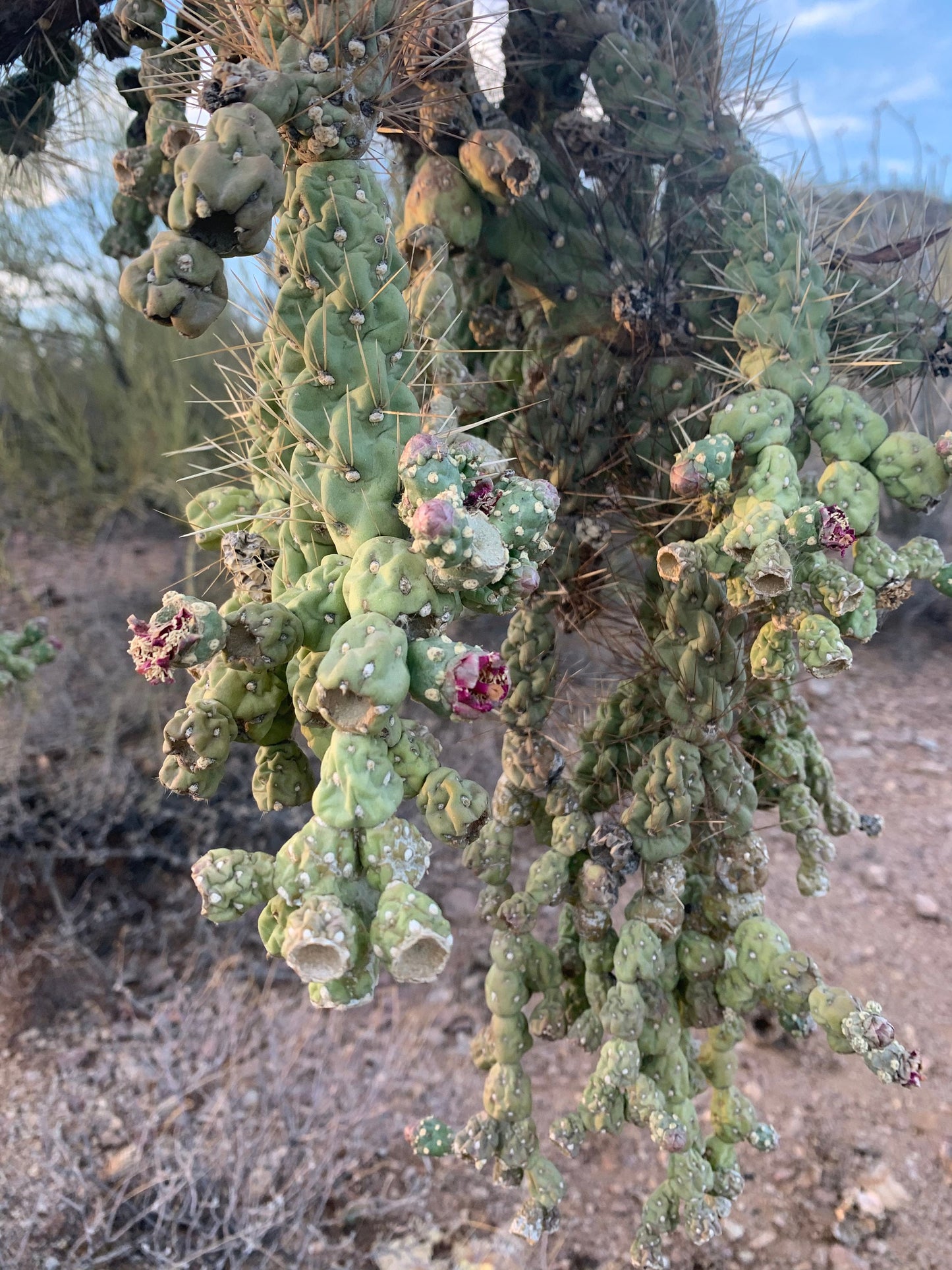 Hangfruit Cholla - Cylindropuntia Fulgida - Jumping Cholla - Chainfruit Edible Medicinal Sonoran Desert Succulent ~ Pink Buds & Blooms