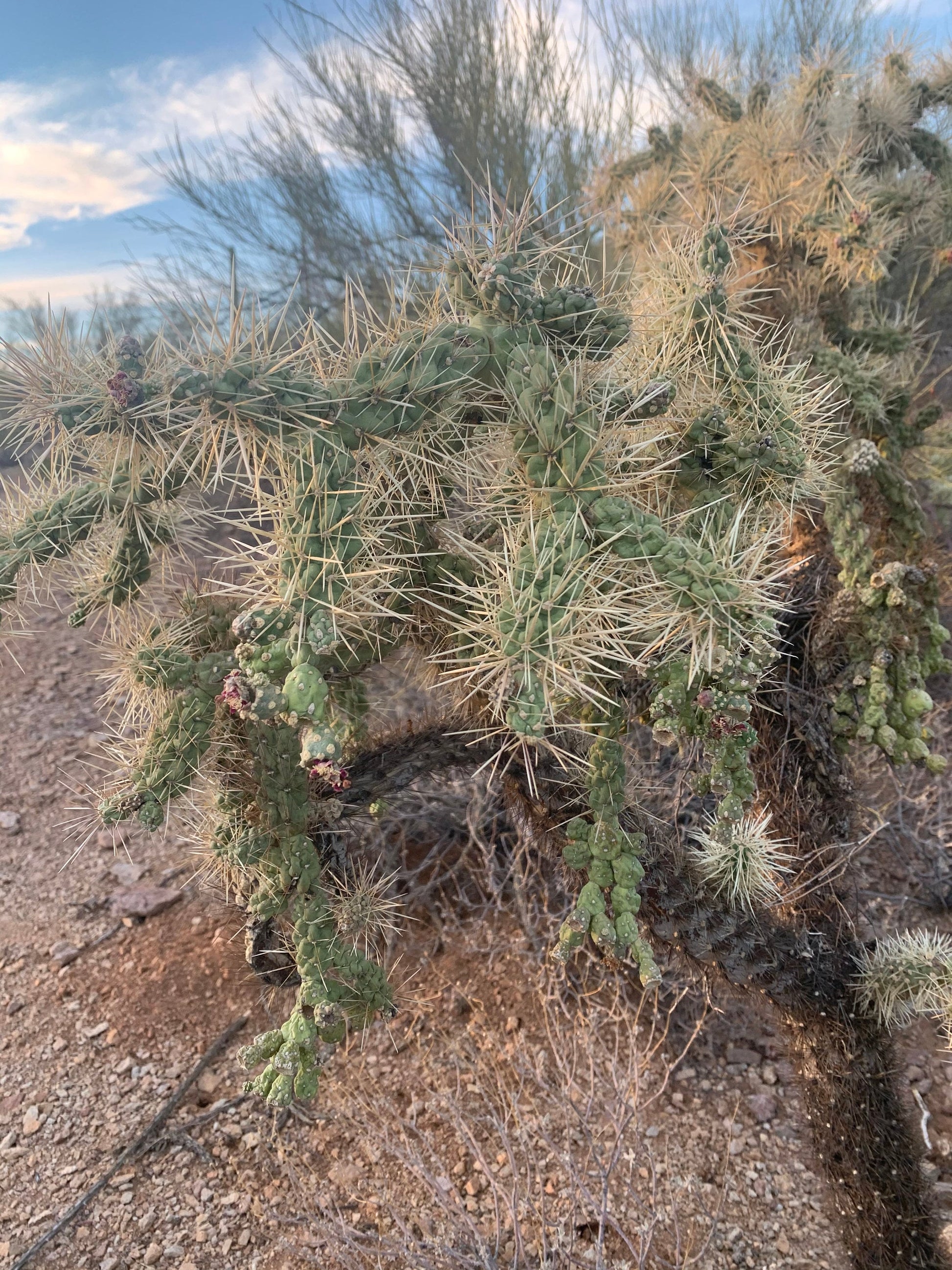 Hangfruit Cholla - Cylindropuntia Fulgida - Jumping Cholla - Chainfruit Edible Medicinal Sonoran Desert Succulent ~ Pink Buds & Blooms