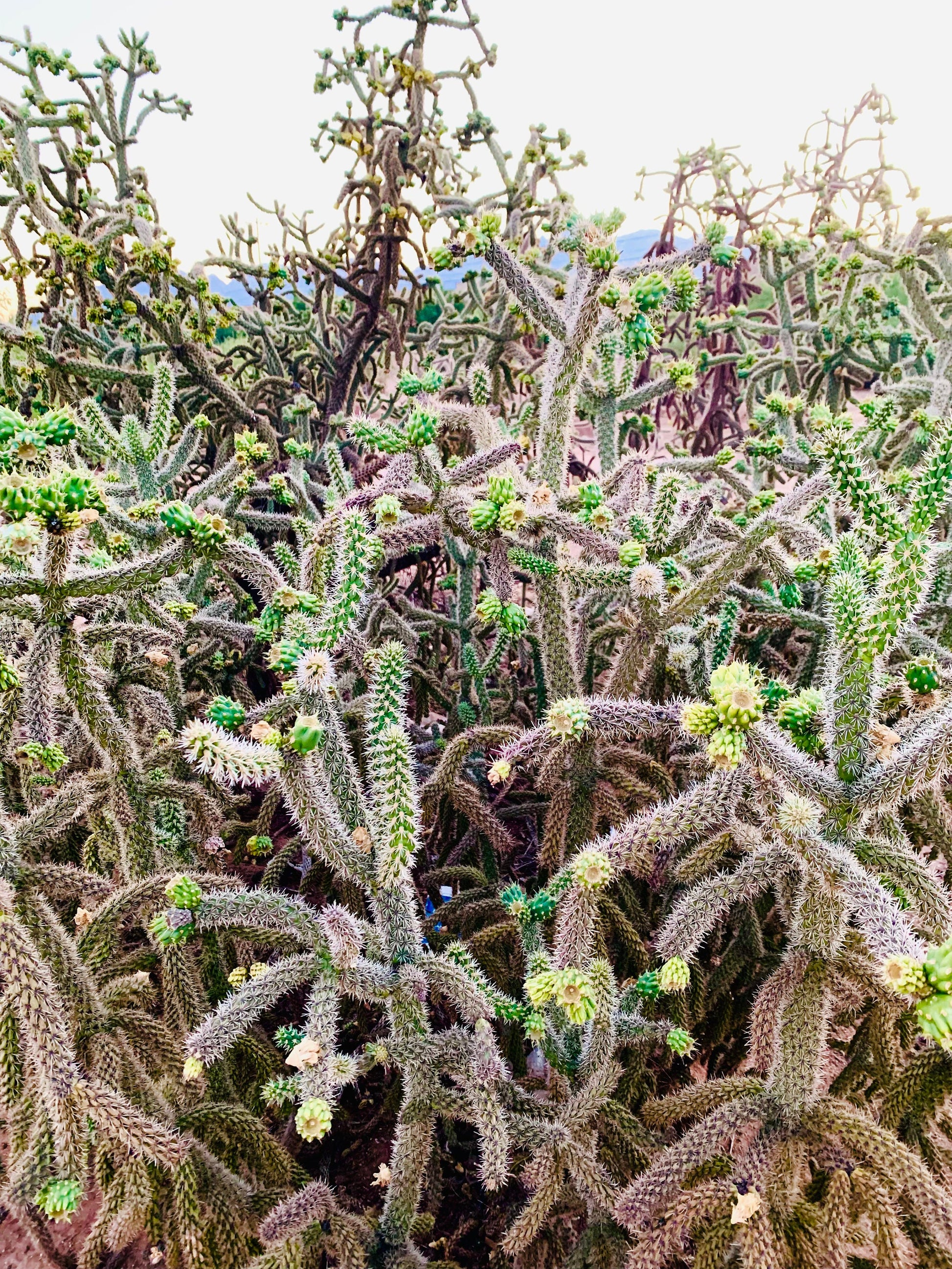 Purple Cane Cholla - WalkingStick Cactus - Cylindropuntia Spinosior - Edible Medicinal Native Sonoran Desert Plant - Purple Flowers