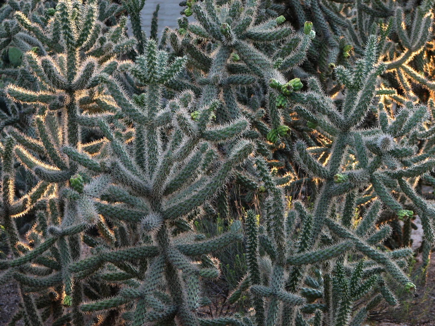 Purple Cane Cholla - WalkingStick Cactus - Cylindropuntia Spinosior - Edible Medicinal Native Sonoran Desert Plant - Purple Flowers