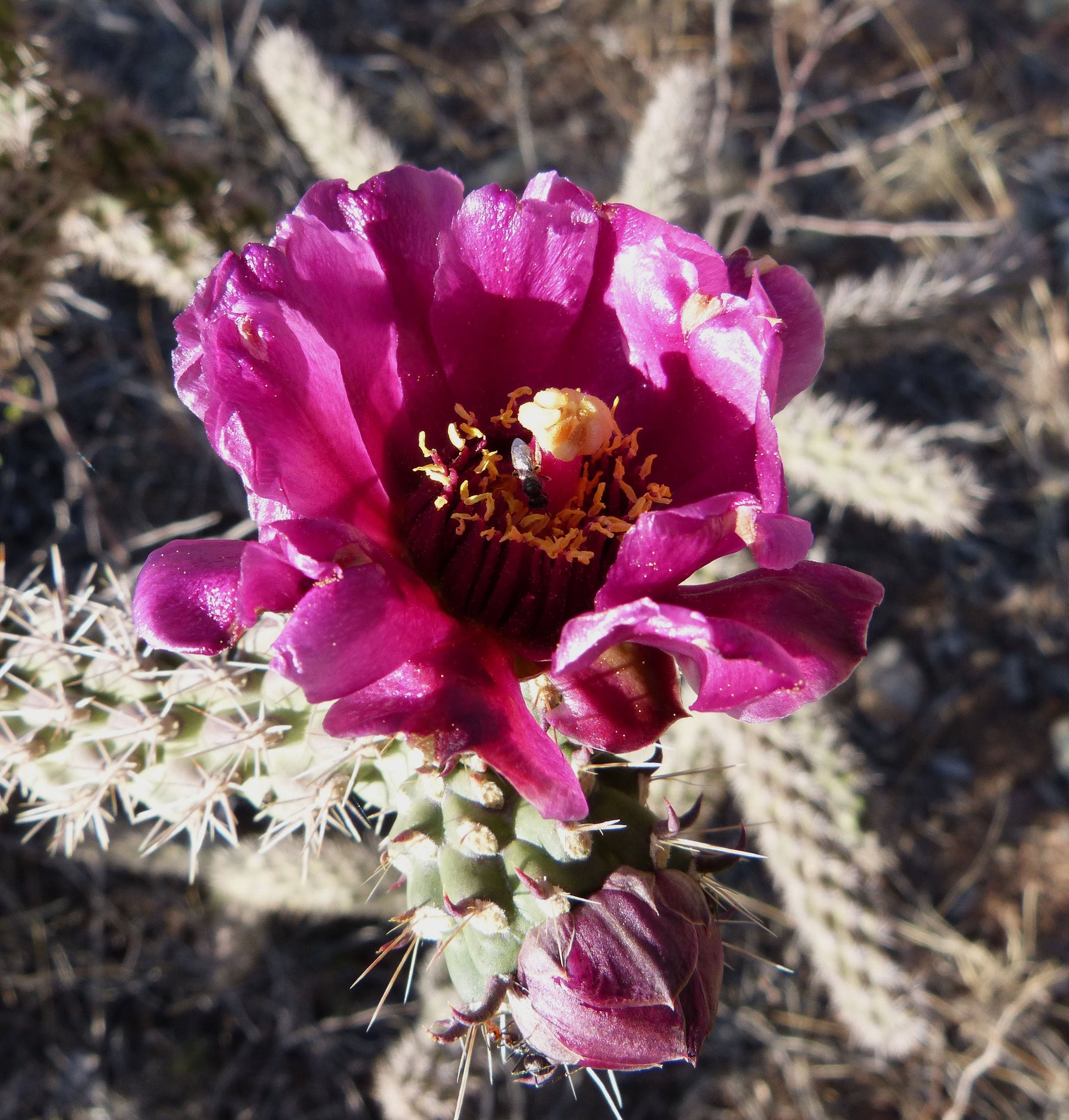 Purple Cane Cholla - WalkingStick Cactus - Cylindropuntia Spinosior - Edible Medicinal Native Sonoran Desert Plant - Purple Flowers