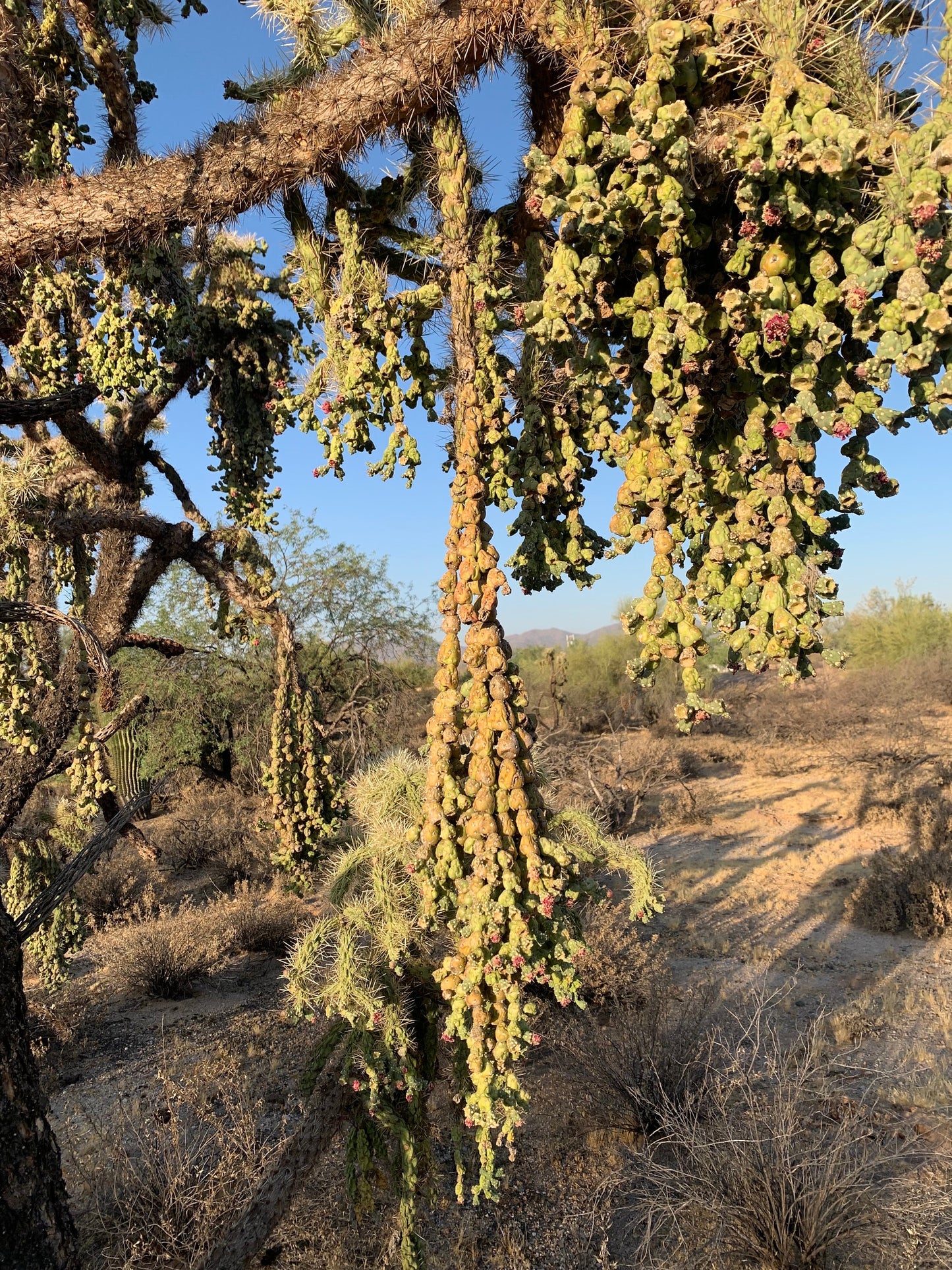 Hangfruit Cholla - Cylindropuntia Fulgida - Jumping Cholla - Chainfruit Edible Medicinal Sonoran Desert Succulent ~ Pink Buds & Blooms