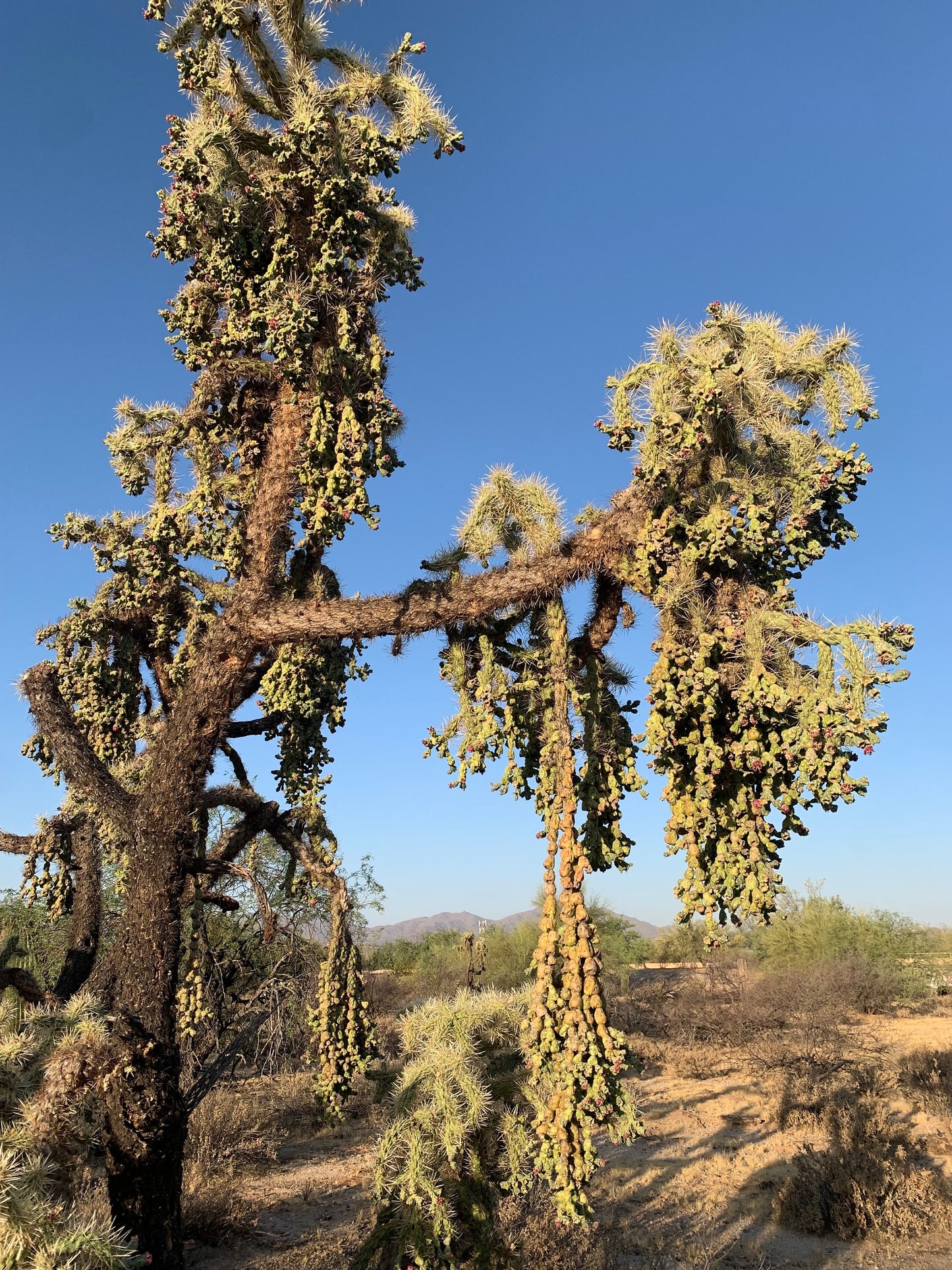 Hangfruit Cholla - Cylindropuntia Fulgida - Jumping Cholla - Chainfruit Edible Medicinal Sonoran Desert Succulent ~ Pink Buds & Blooms