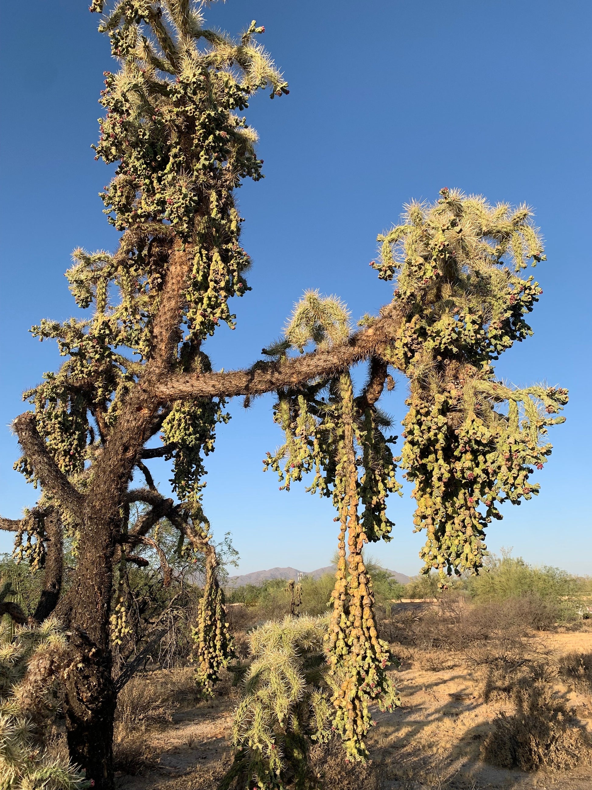 Hangfruit Cholla - Cylindropuntia Fulgida - Jumping Cholla - Chainfruit Edible Medicinal Sonoran Desert Succulent ~ Pink Buds & Blooms