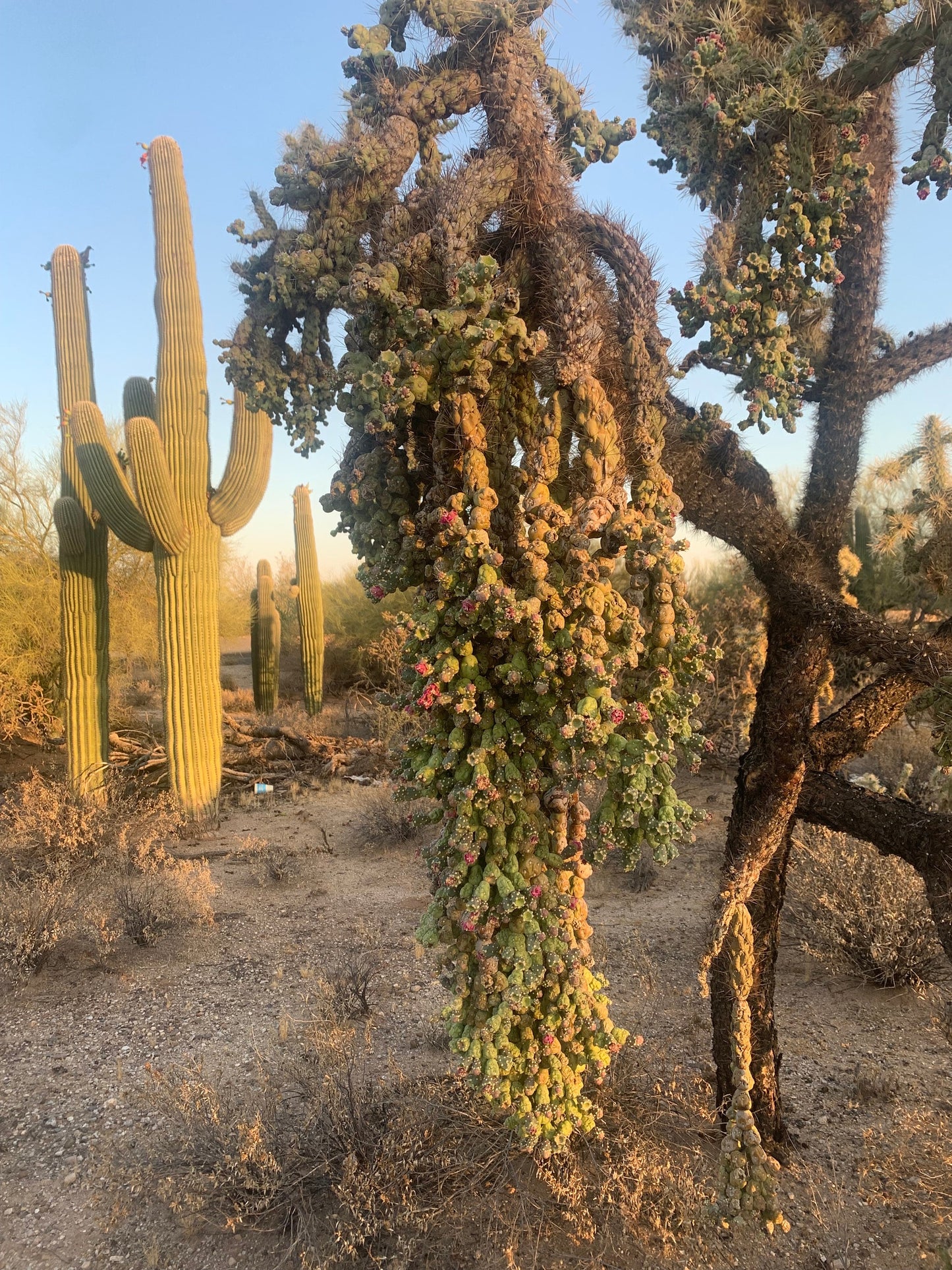 Hangfruit Cholla - Cylindropuntia Fulgida - Jumping Cholla - Chainfruit Edible Medicinal Sonoran Desert Succulent ~ Pink Buds & Blooms