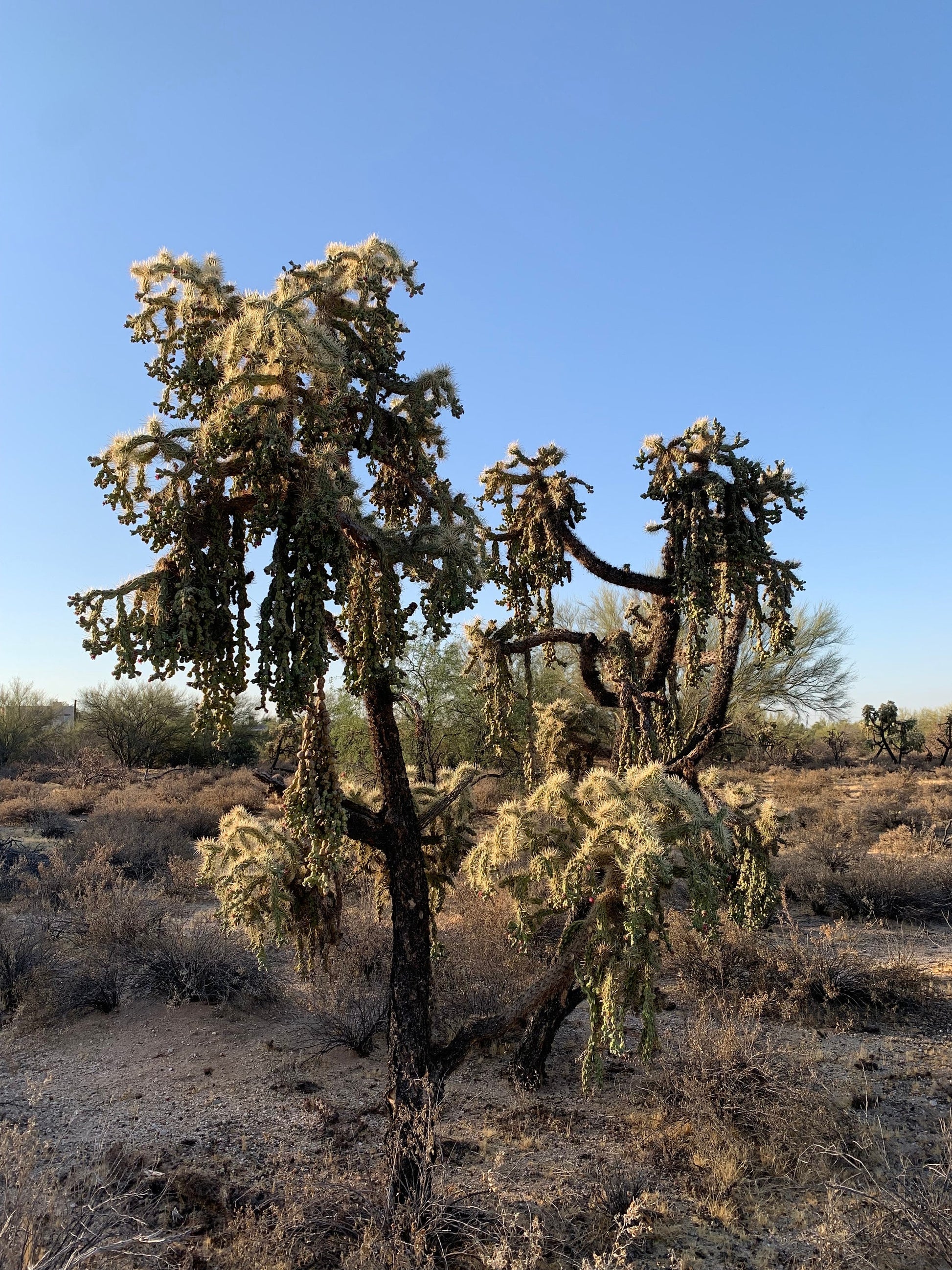 Hangfruit Cholla - Cylindropuntia Fulgida - Jumping Cholla - Chainfruit Edible Medicinal Sonoran Desert Succulent ~ Pink Buds & Blooms